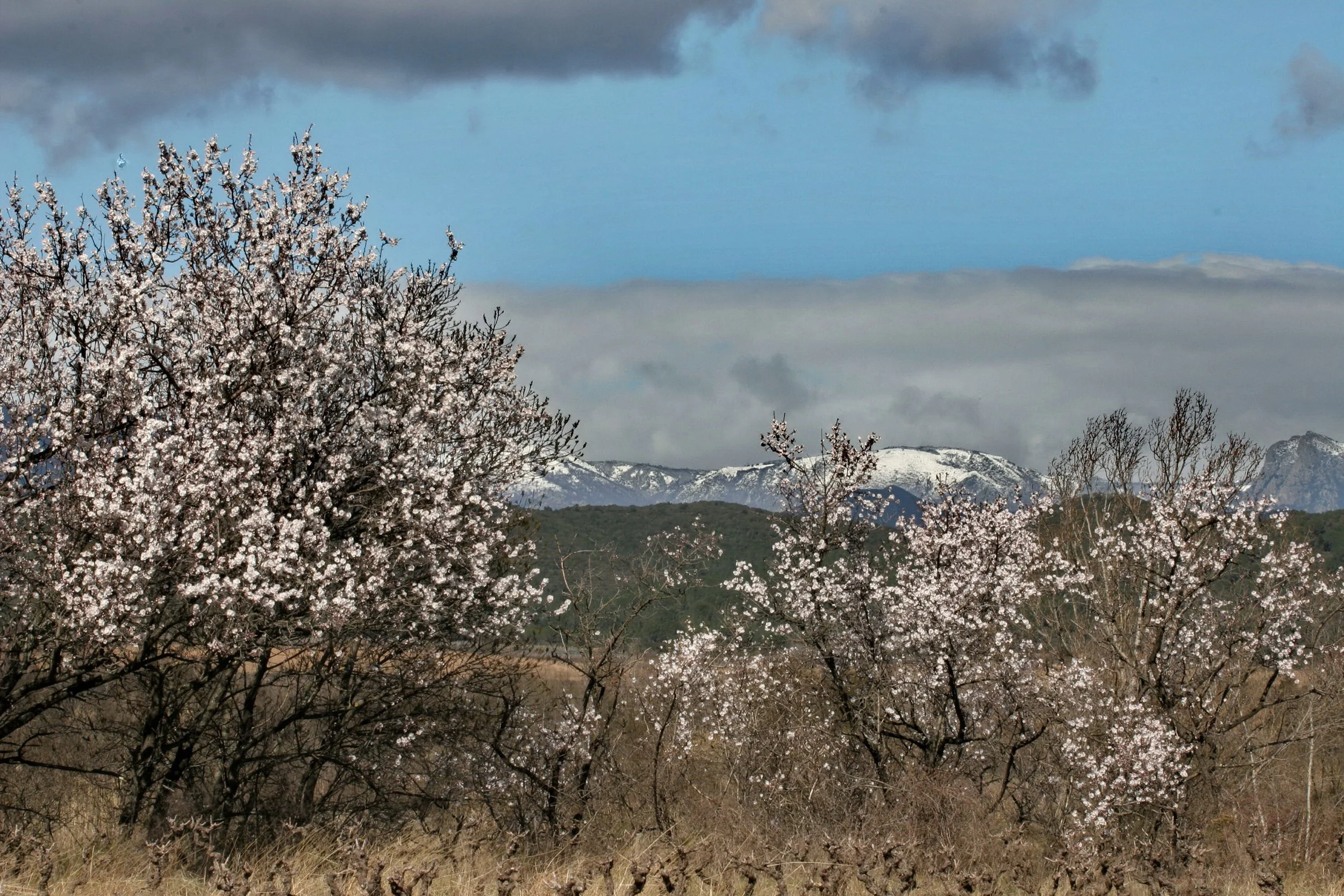 Neige sur le Caroux – La Dame Allongée