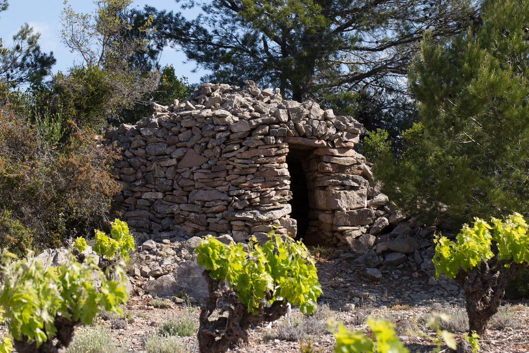 Cabane en pierres sèches dans un paysage rural avec des vignes et des arbres en arrière-plan.