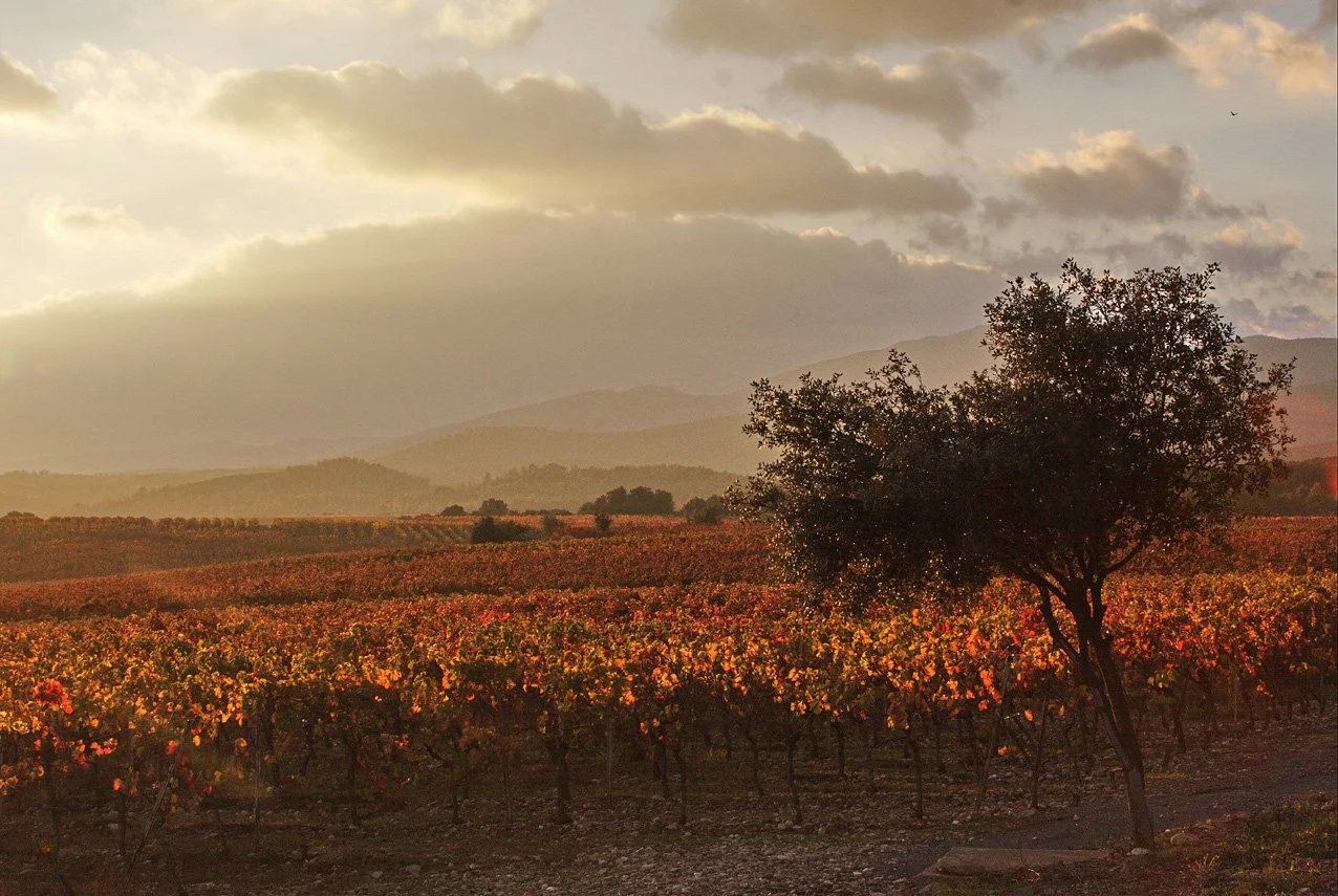 Le vignoble sous la lumière d’automne