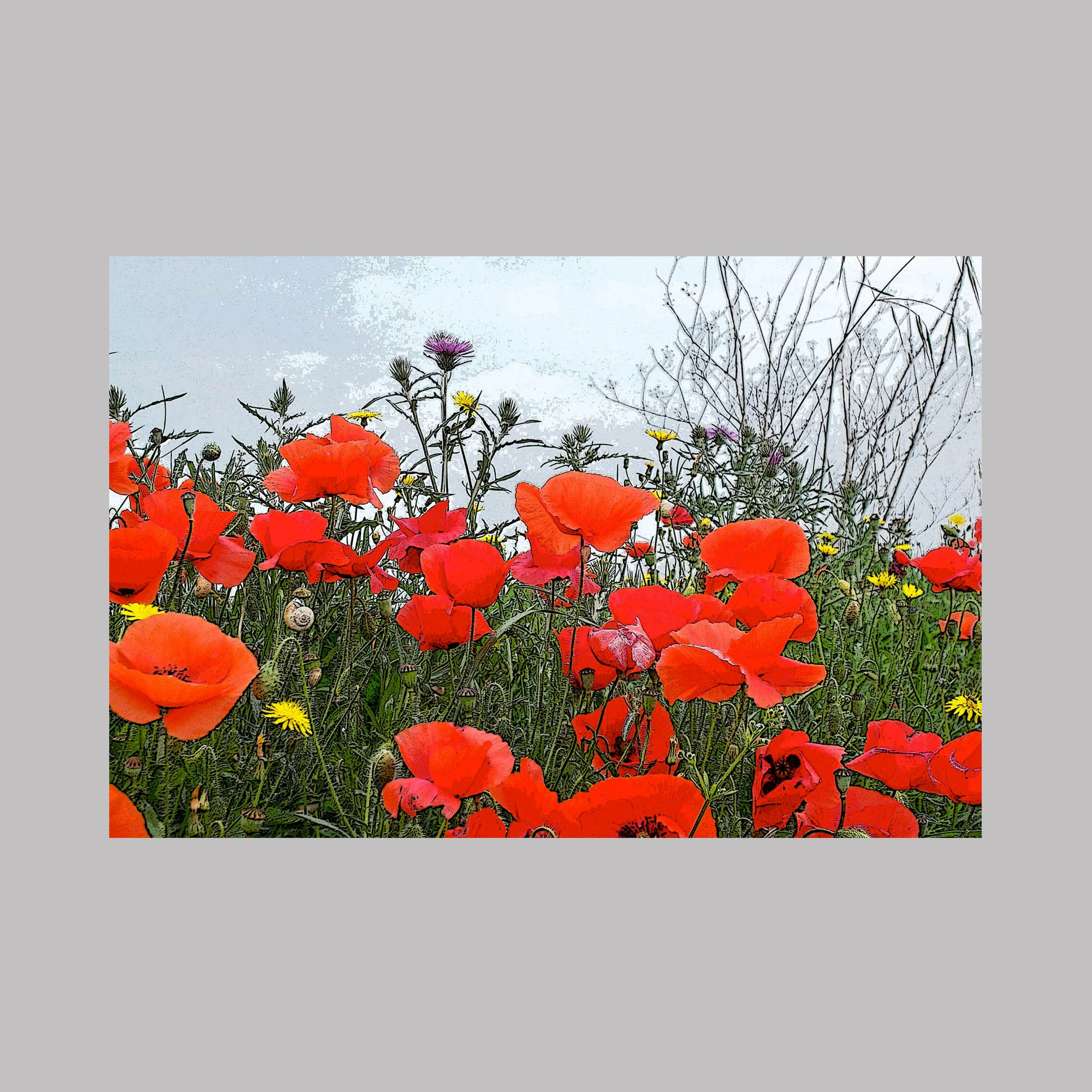 Un champ de coquelicots au printemps, capturé dans le sud de la France.