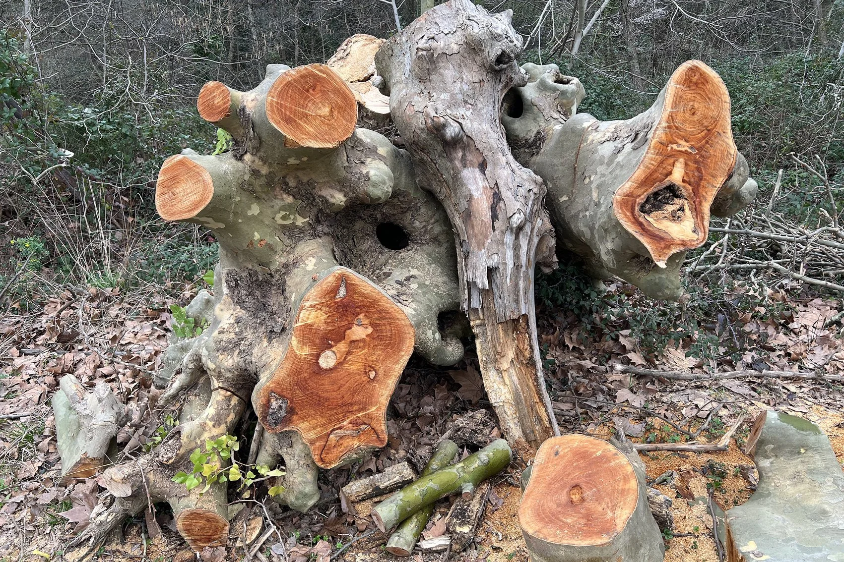 Het blootgelegde hart