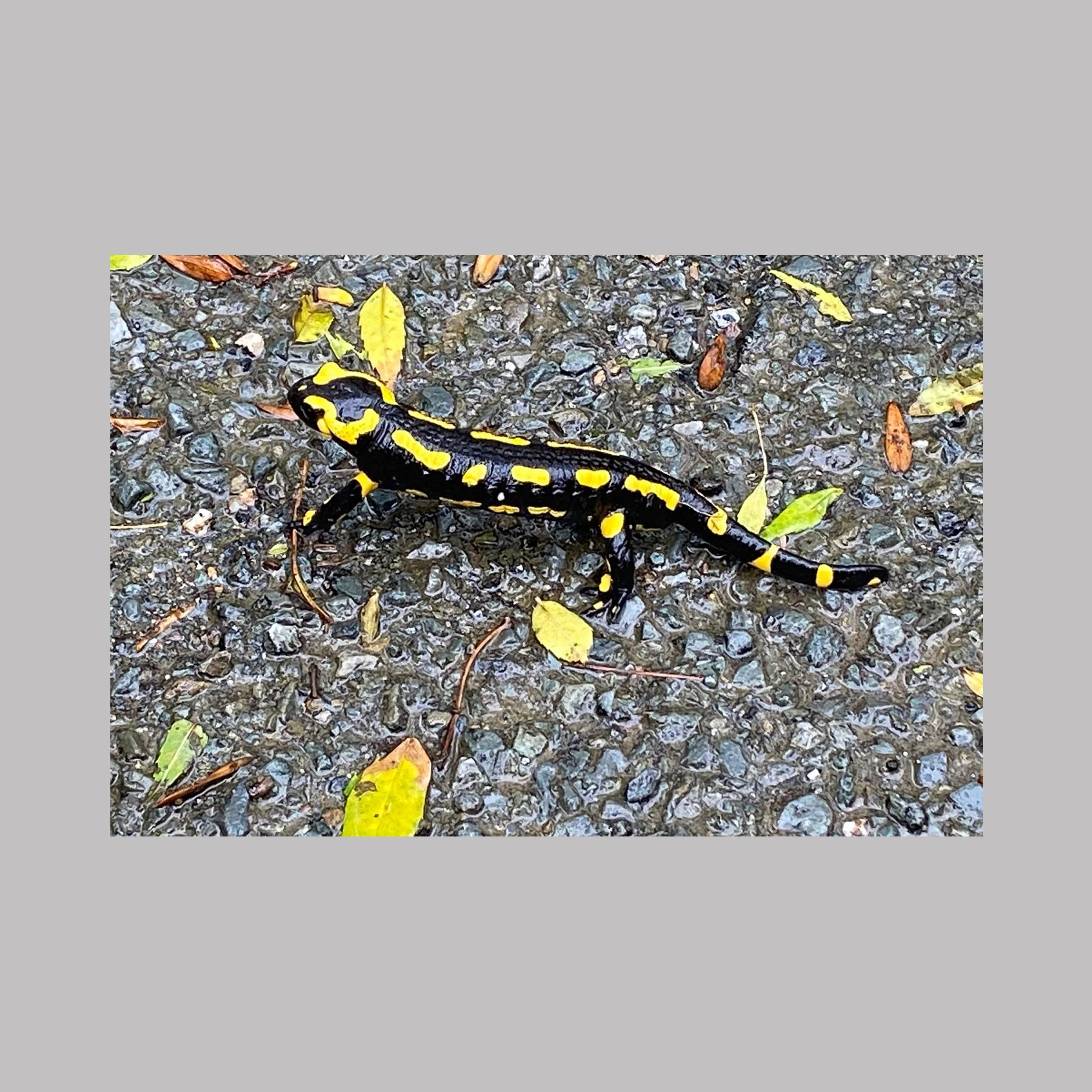 Salamandre tachetée