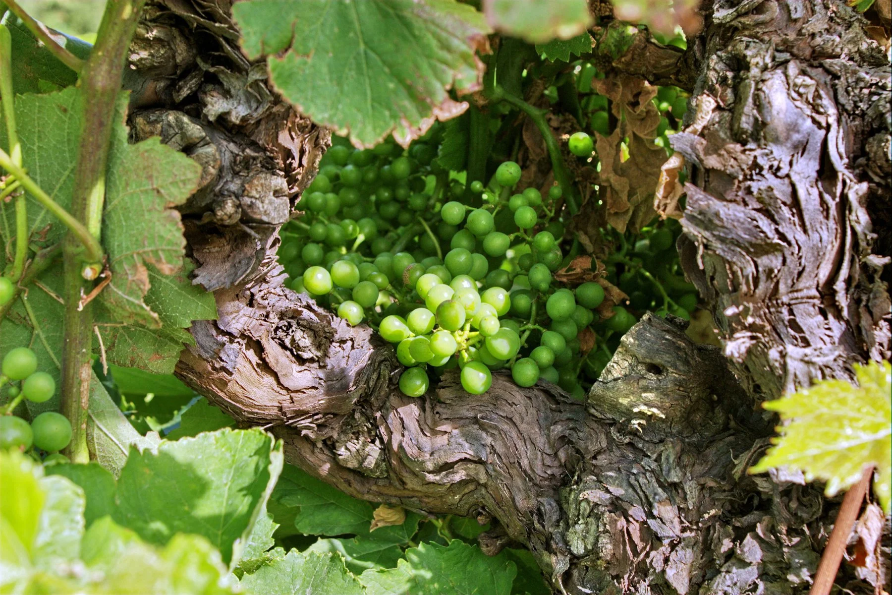 Raisin de raisin vert sur la vigne avec feuille verte