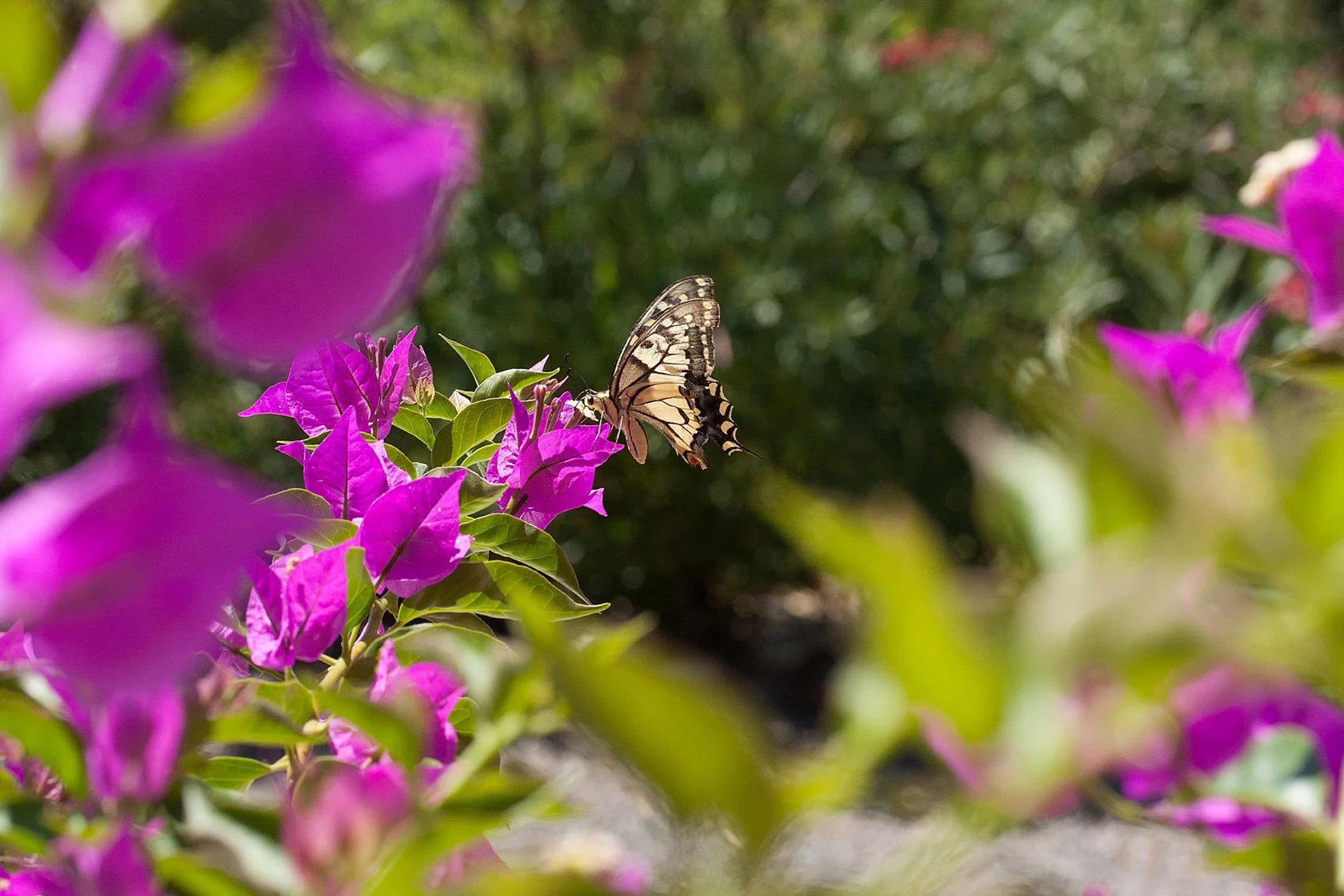 Le papillon dans les bougainvilliers