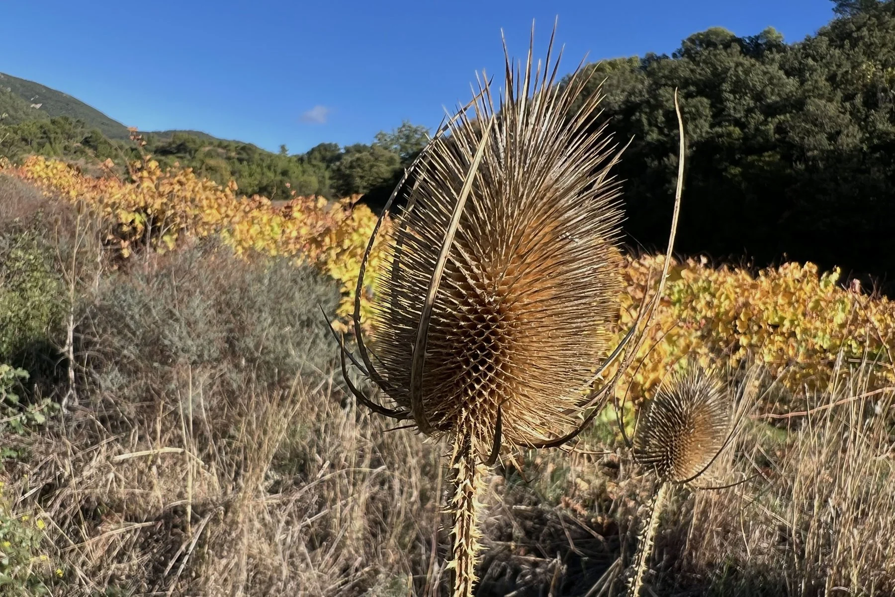 Plantes sèches dans un paysage ensoleillé avec montagnes en arrière-plan.