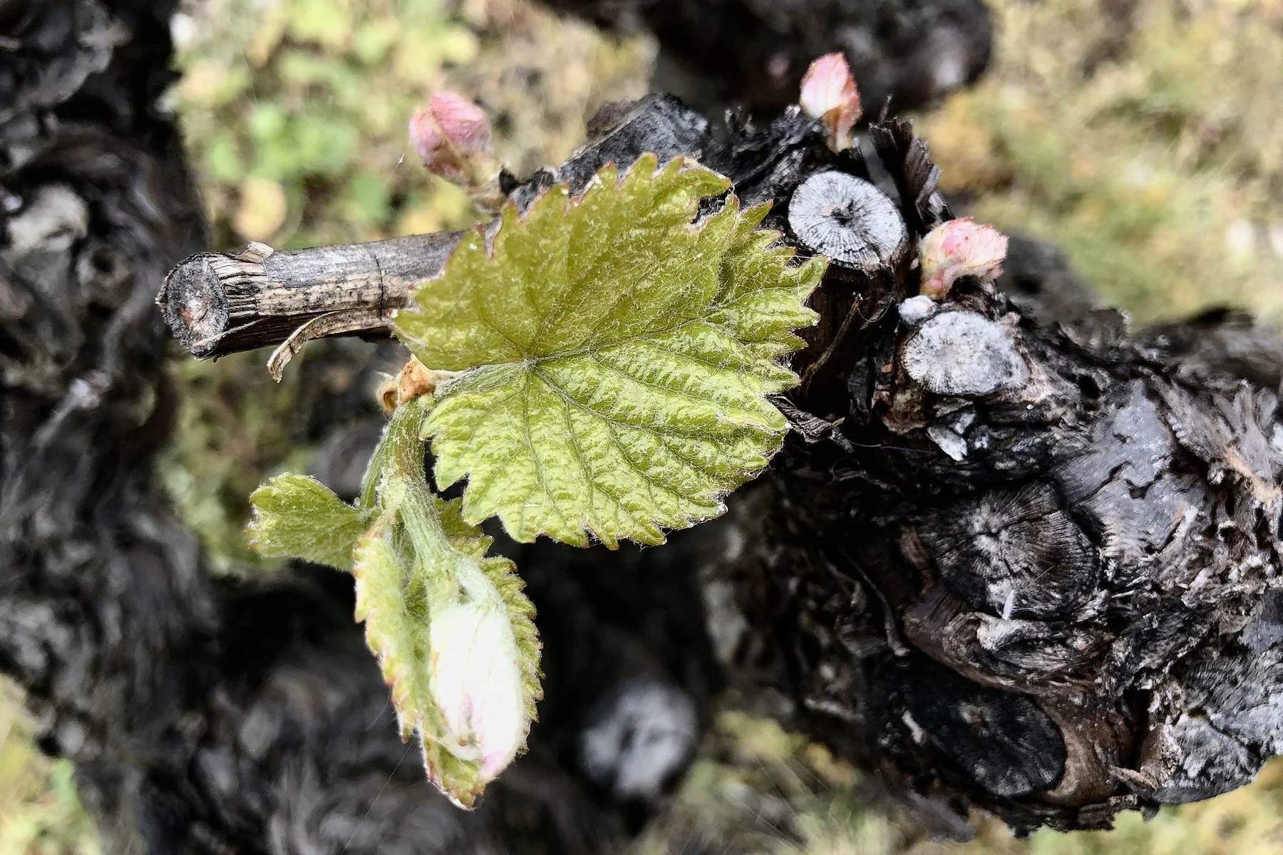 Naissance de la Vigne