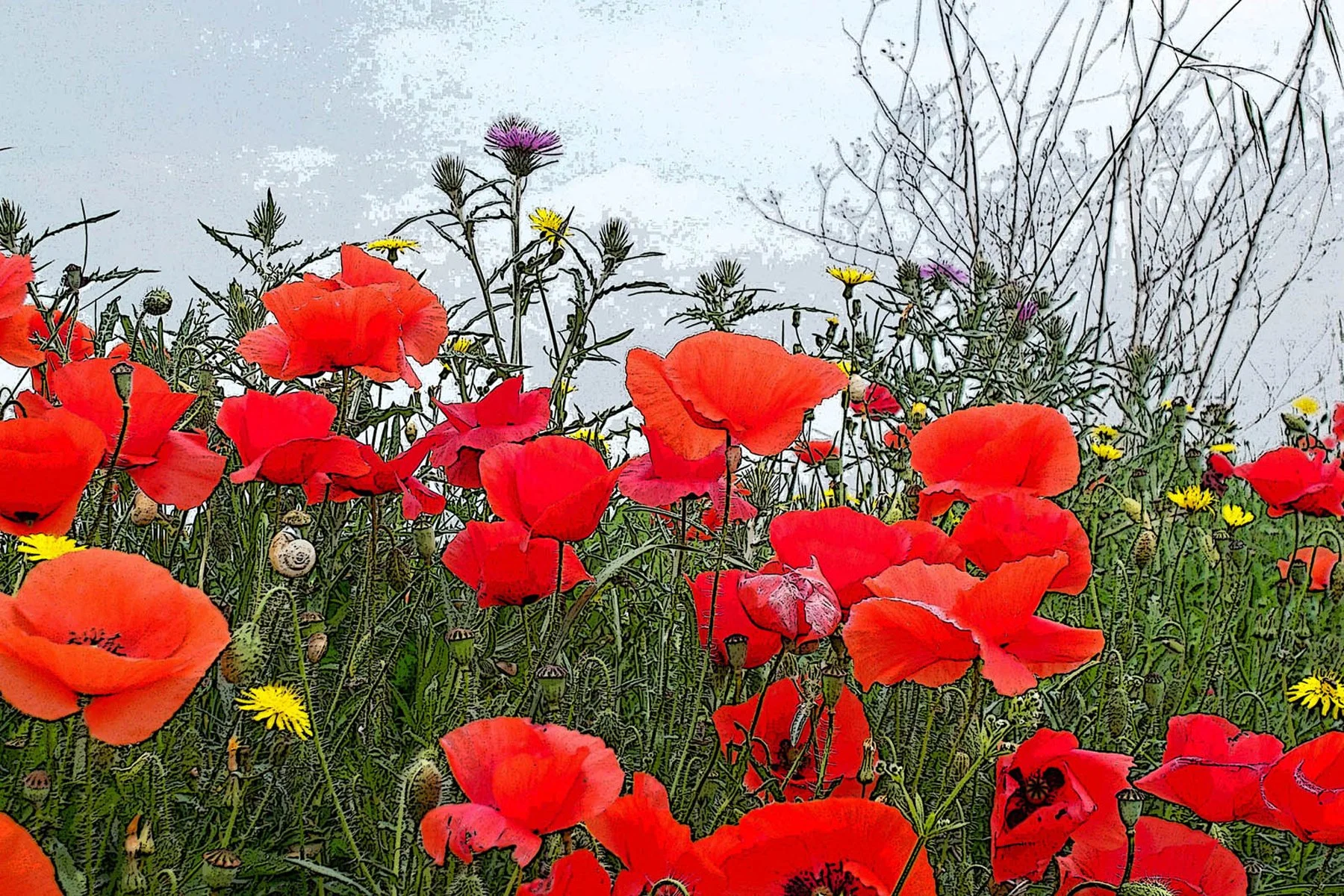 Un champ de coquelicots
