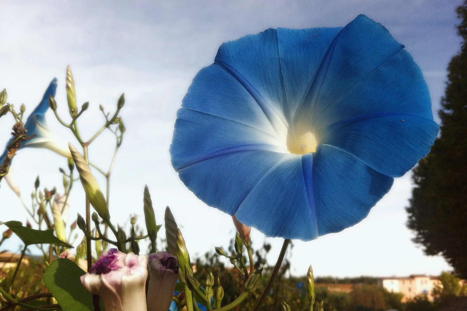 Grande fleur bleue éclairée par le soleil – photographie nature.