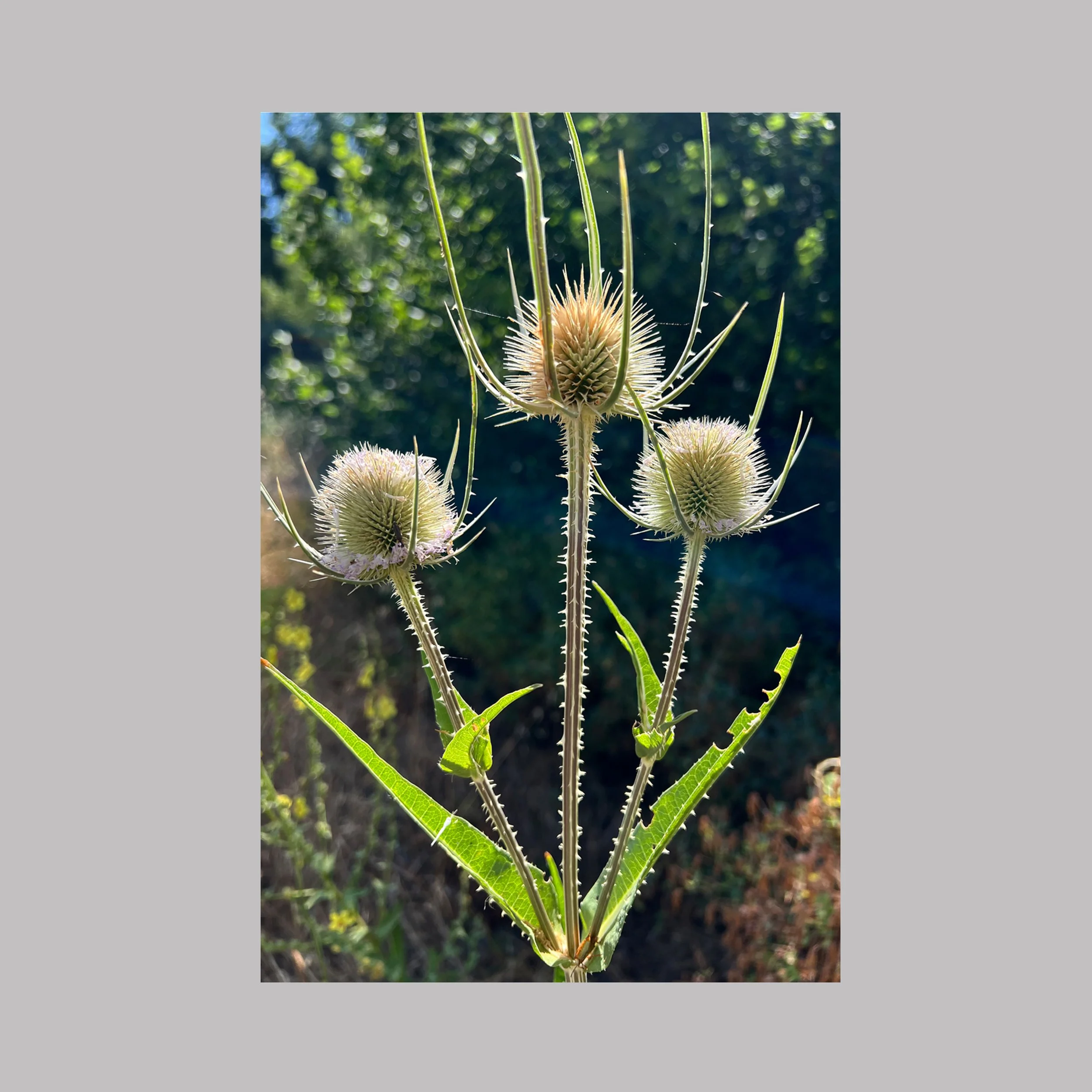 distel tegenlicht grijs.jpg