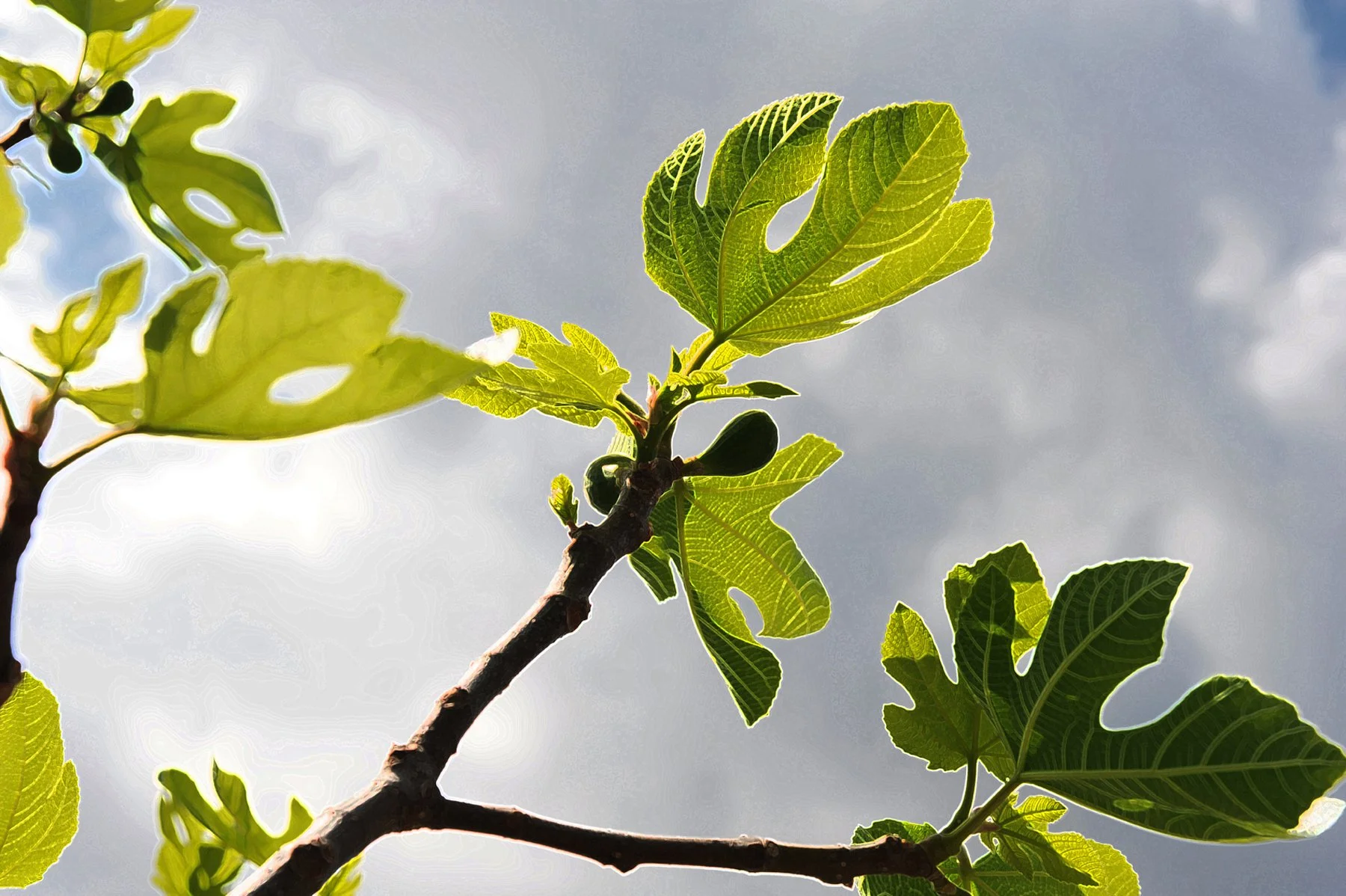 Feuilles vertes d'un figuier sur une branche contre un ciel nuageux
