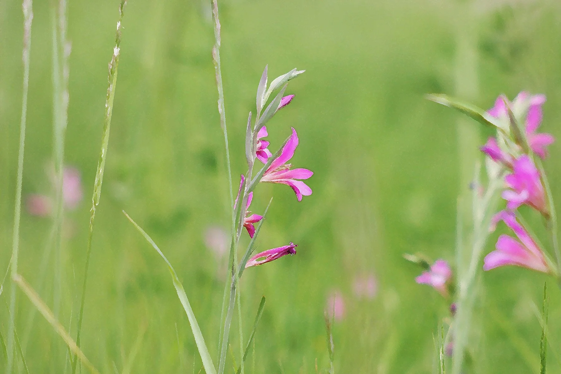 Fleurs roses et vertes dans un champ avec un arrière-plan flou