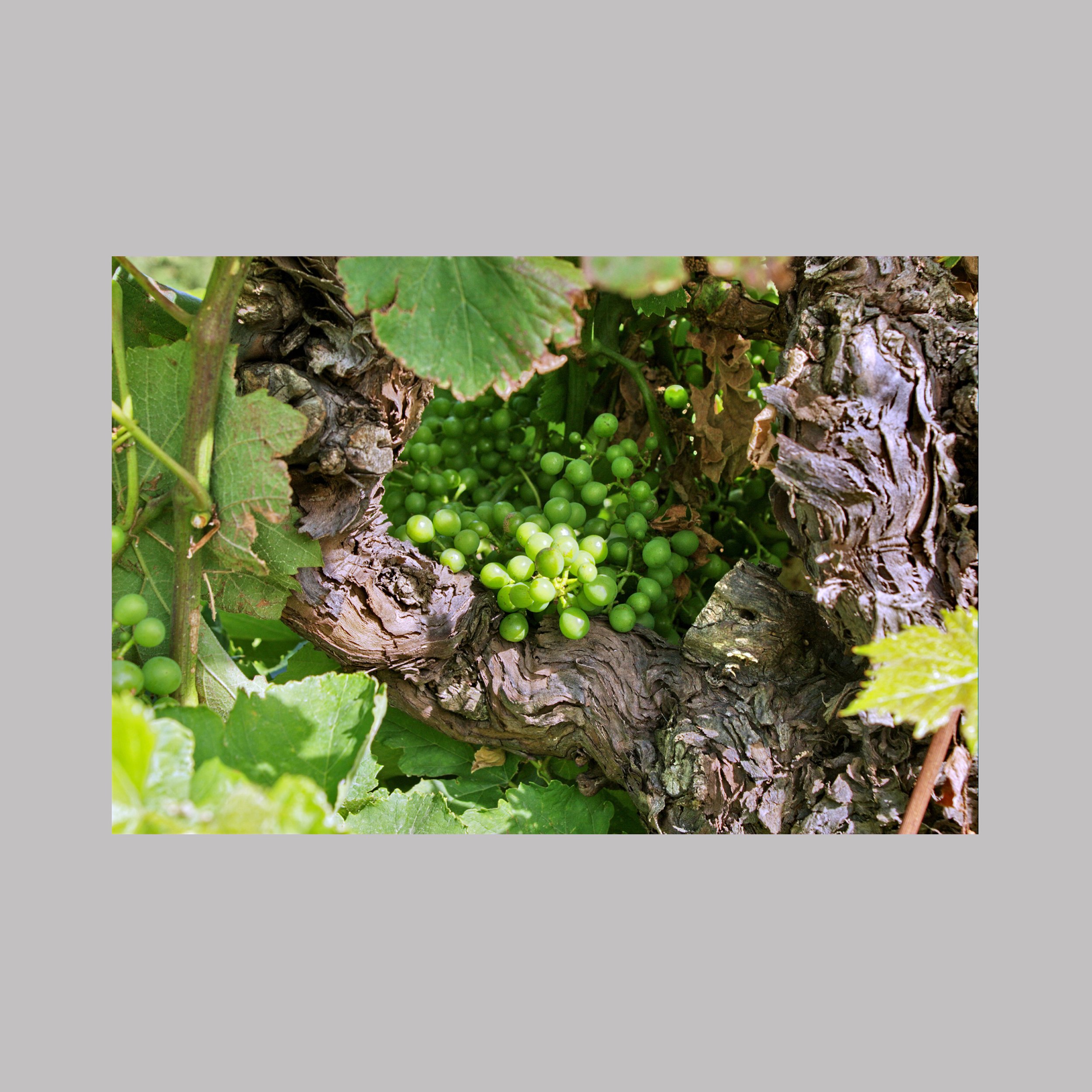 Promesse de la vigne