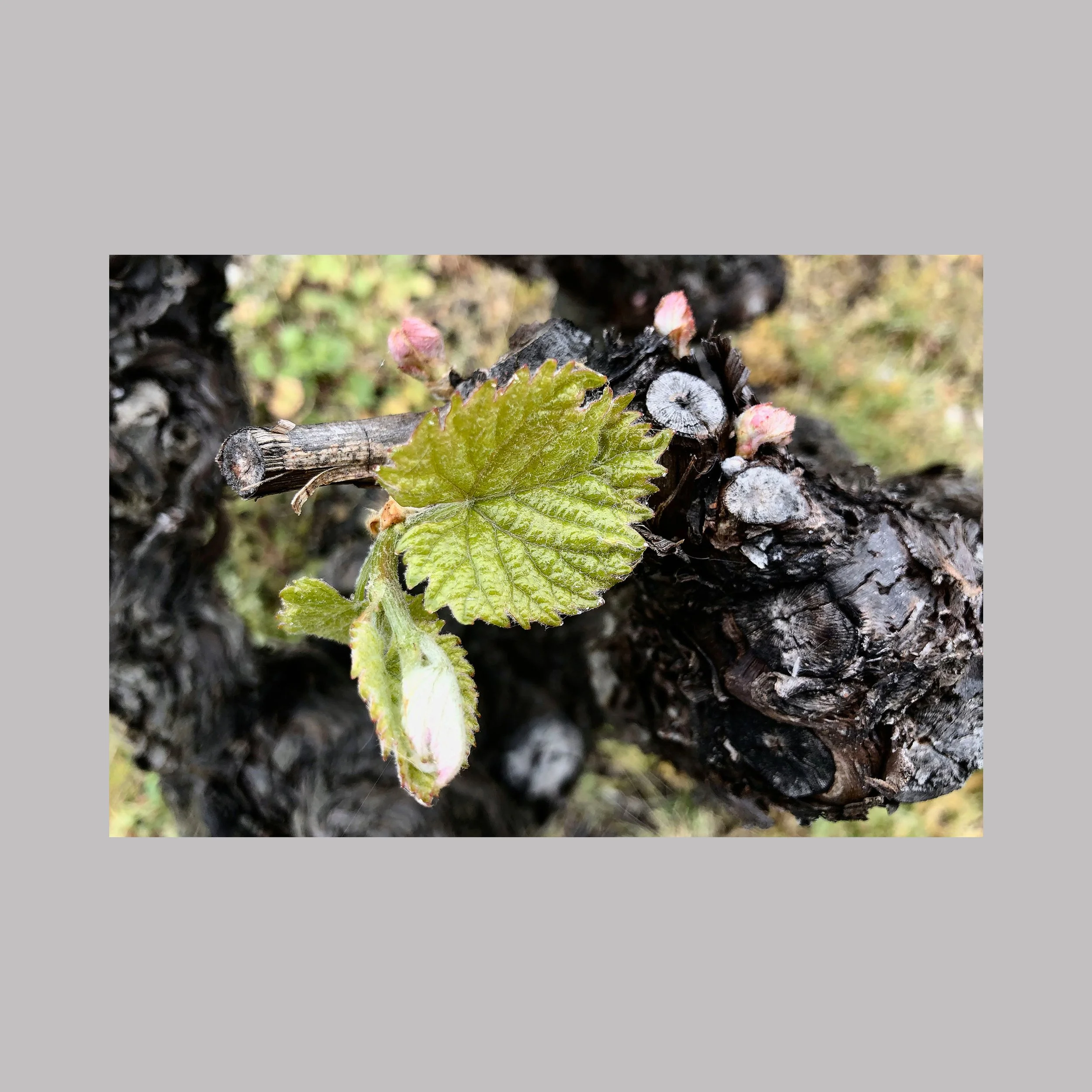 Naissance de la Vigne