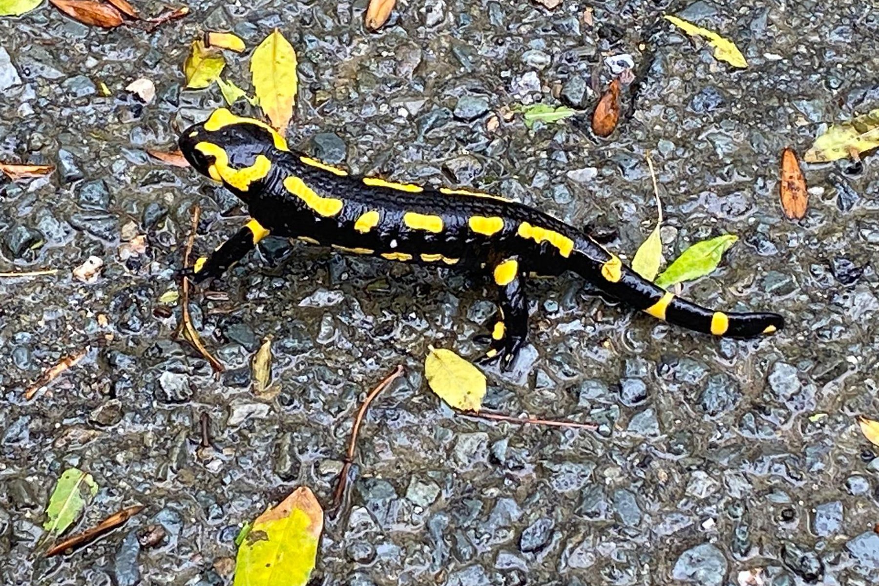 Un triton noir et jaune sur un sol mou avec des feuilles mortes