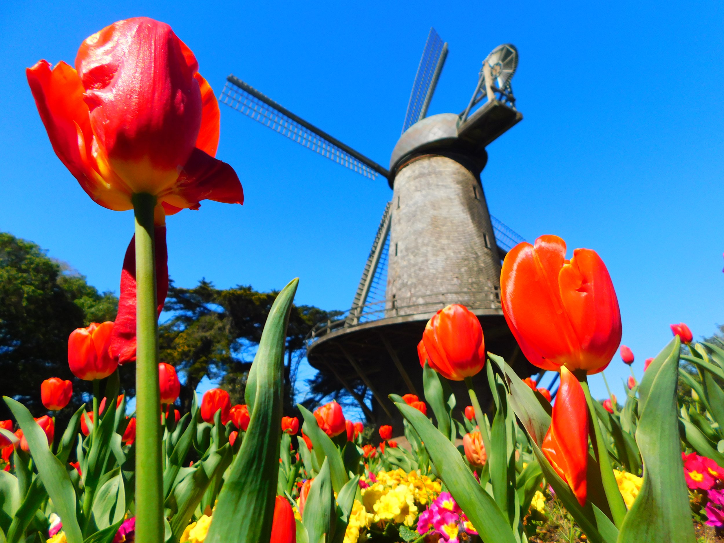 Golden Gate Park Windmill