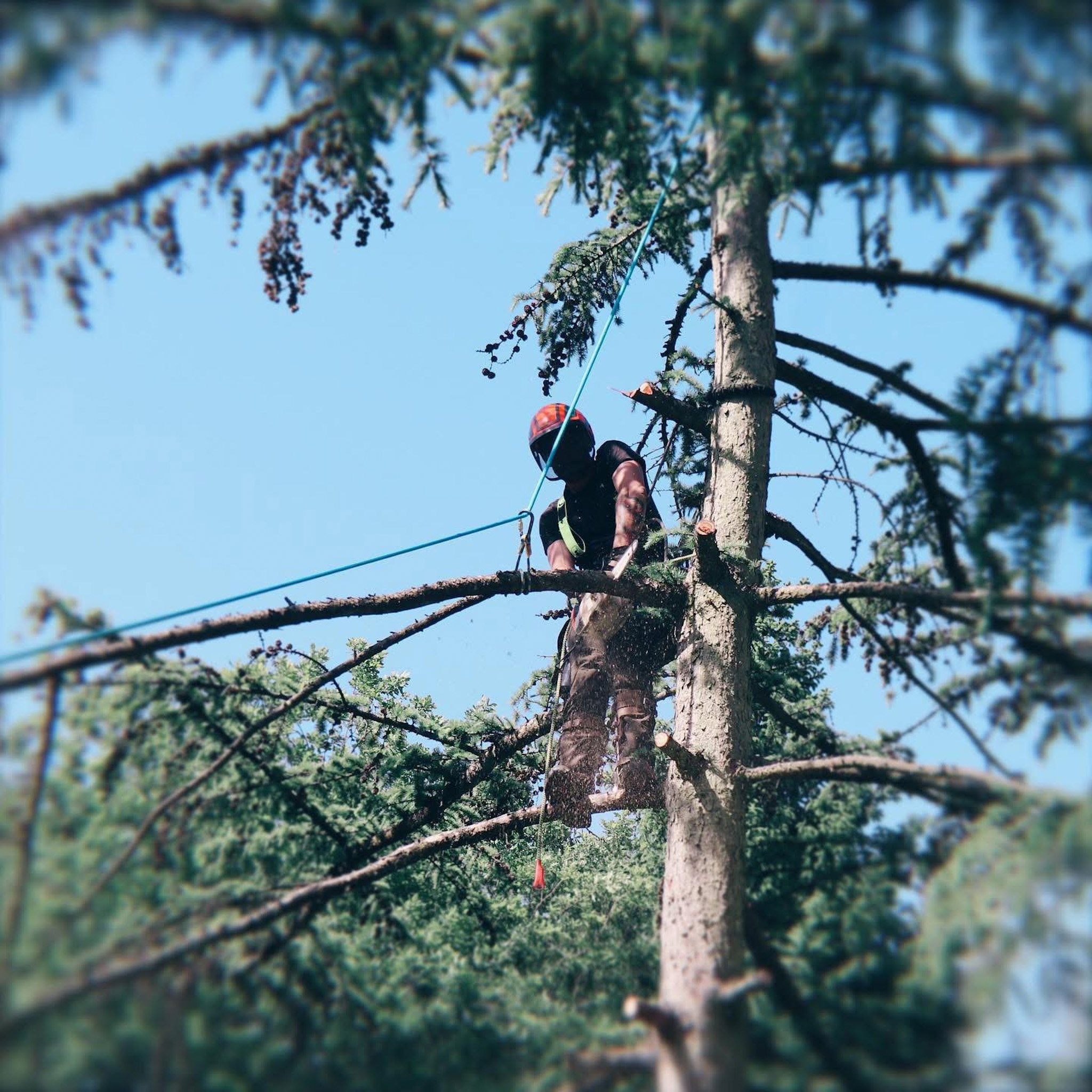 Professional Pine Tree removal carried out by Huddersfield Tree Surgeon