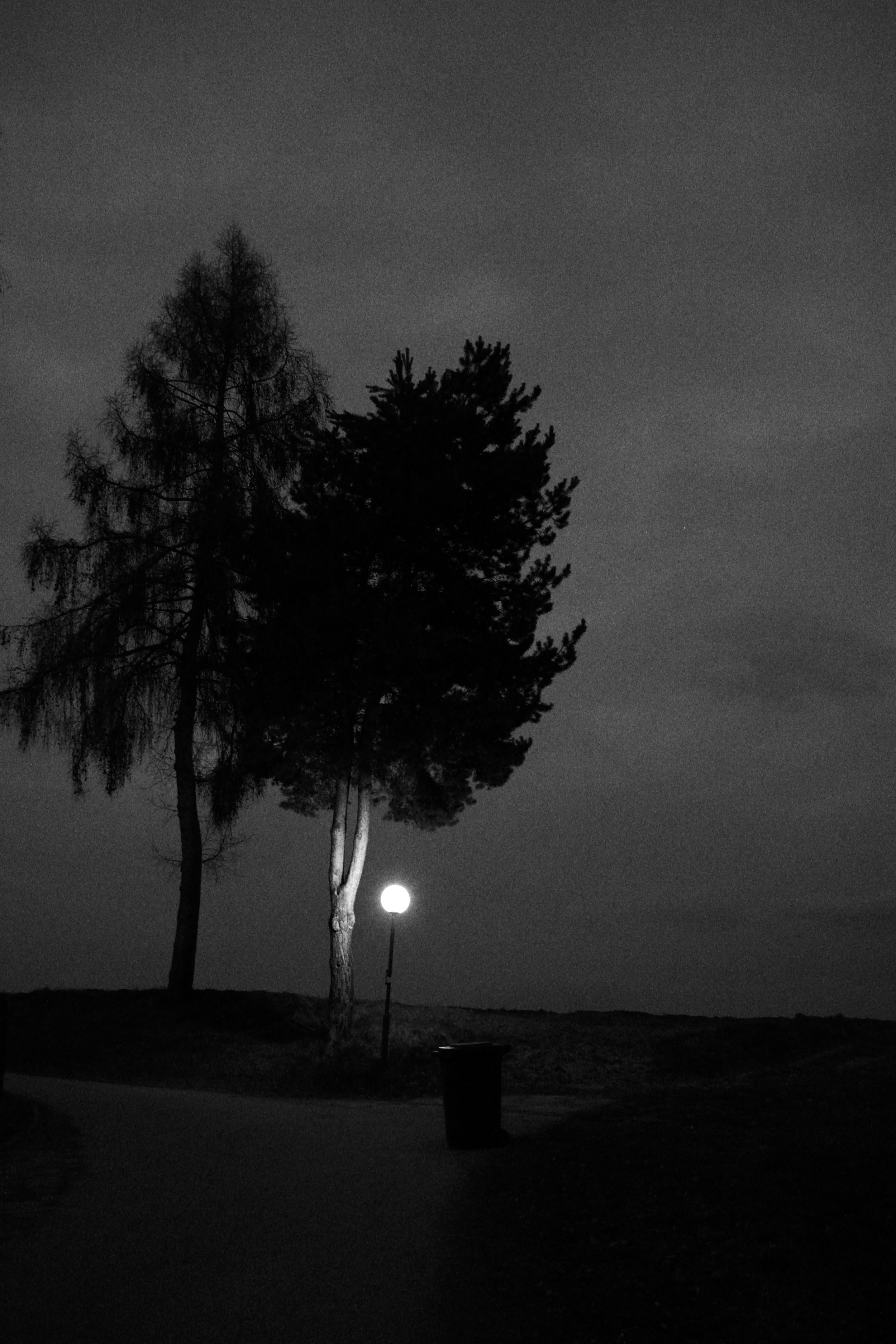 25.03.26 - Two Trees