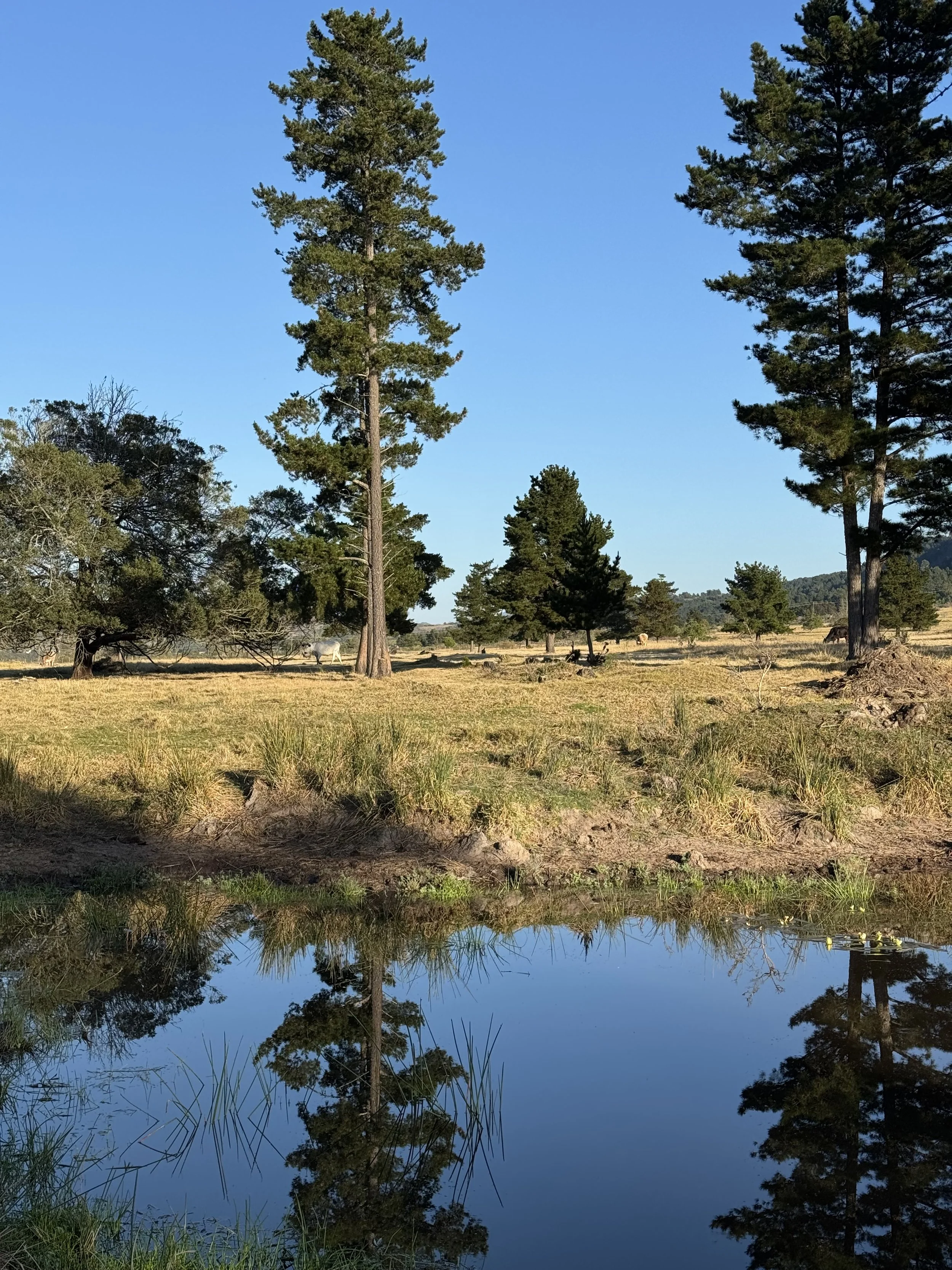 A calm pond reflecting tall pine trees and a clear blue sky, with a grassy shore and horses grazing in the background.