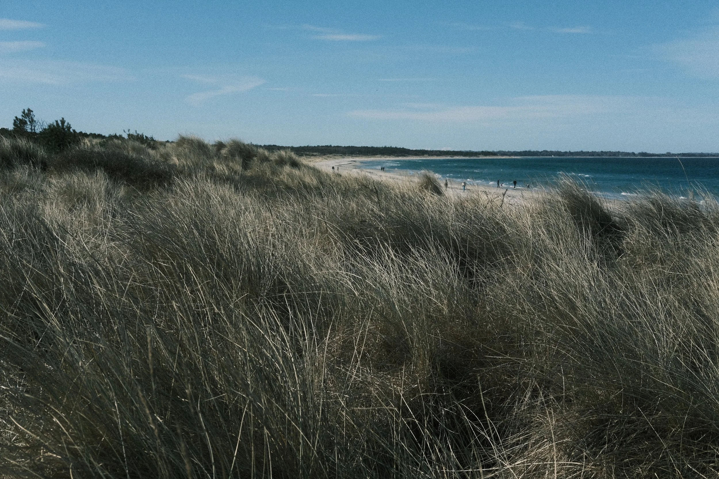 Sandy beach with tall grass in the foreground, ocean waves, and a clear blue sky in the background with a few distant people on the shoreline.