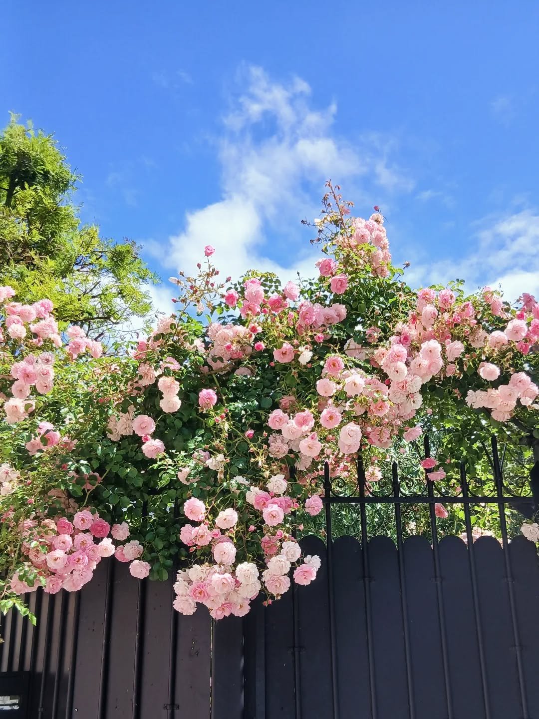 Un nuage de roses sur la route de @leopardsarchitecture 🌹😍