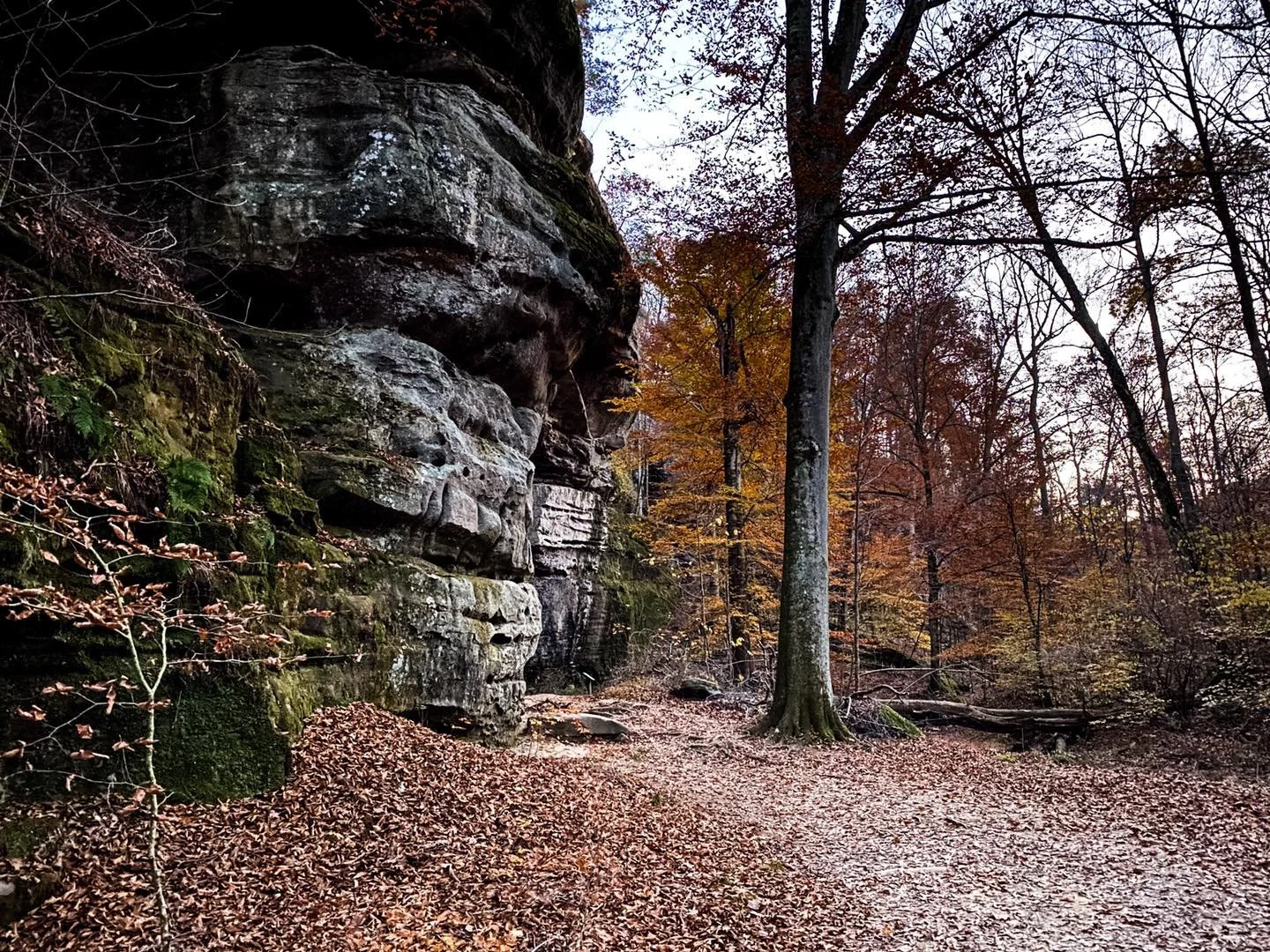 A wooded area in autumn with fallen leaves on the ground, trees with orange and brown foliage, and large rock formations on the left side.