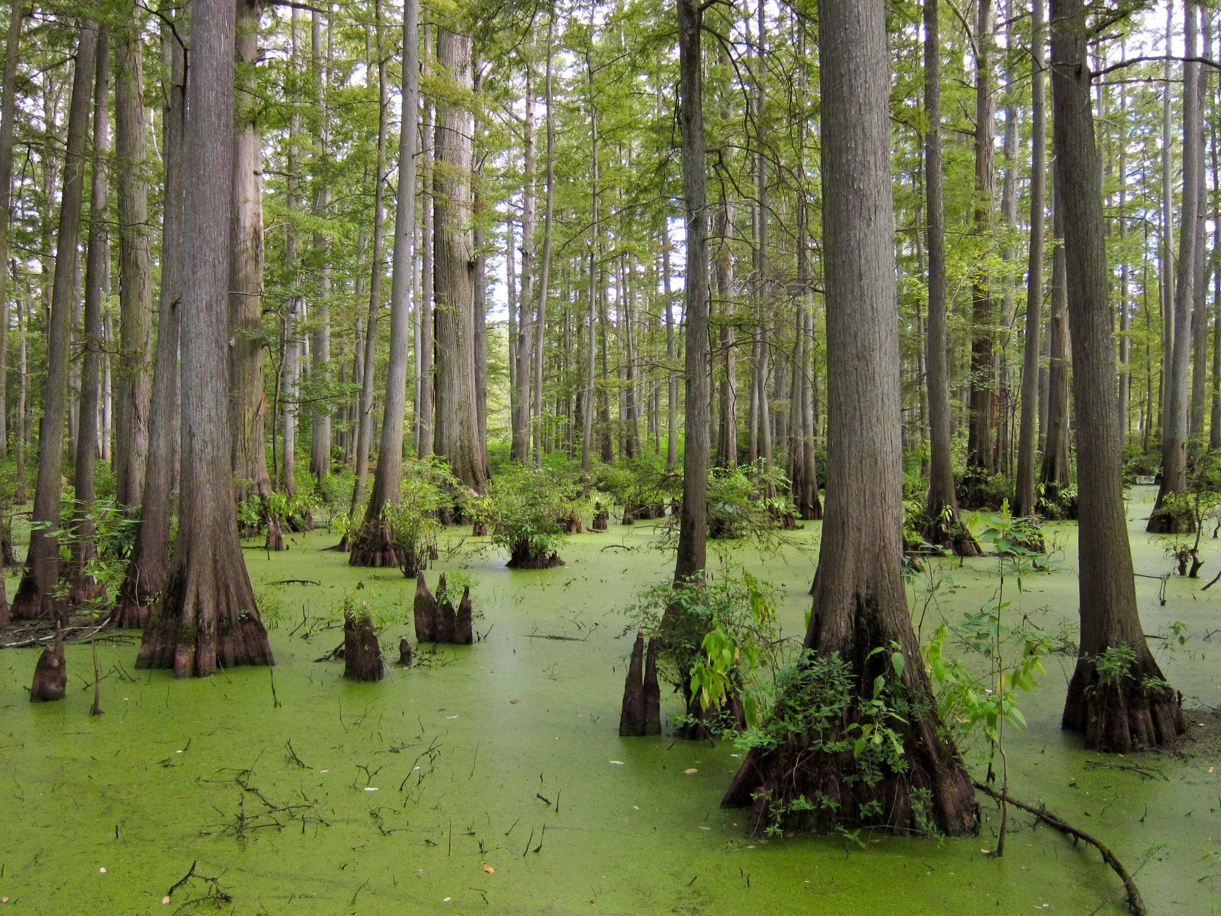 A forest with tall trees and wetlands covered in green algae or duckweed.