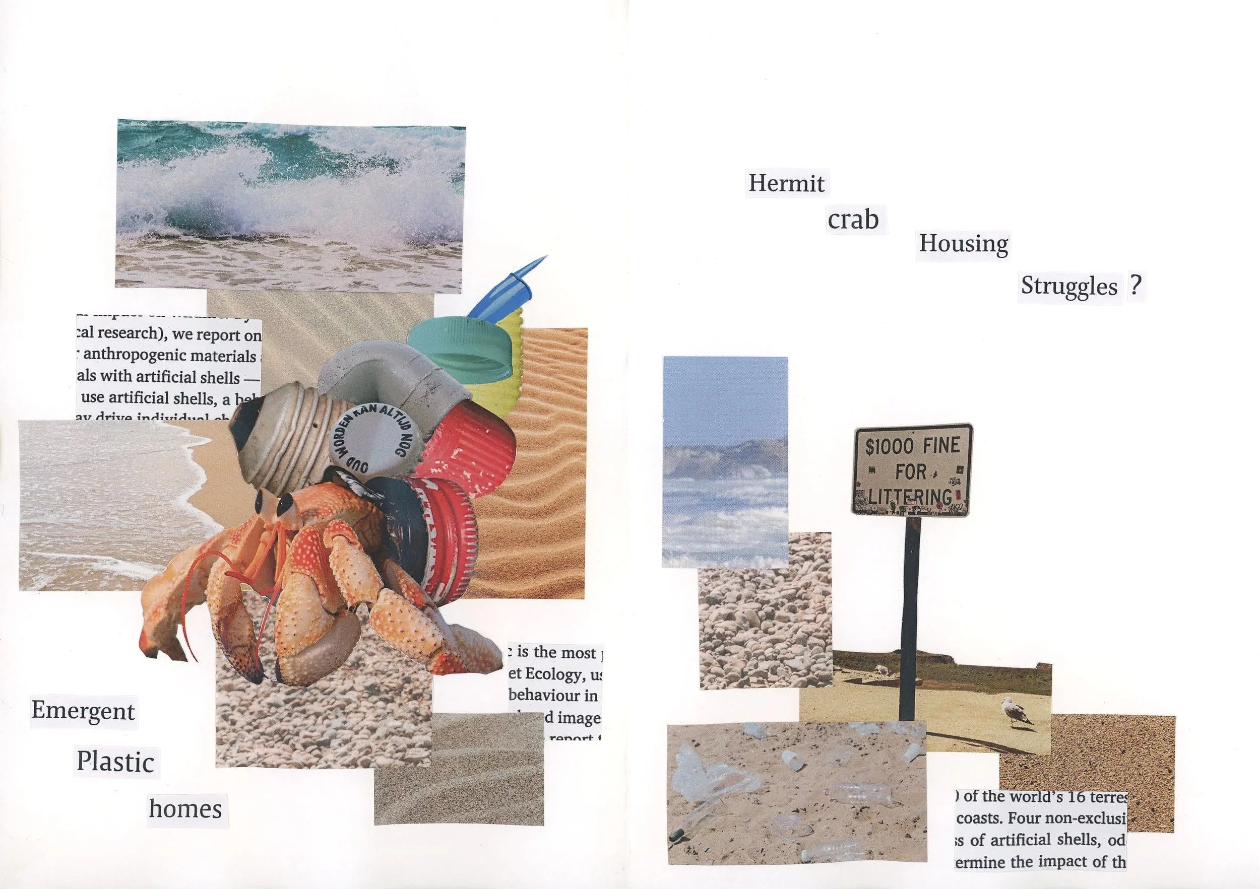 As hermit crabs grow, they move ‘houses’ by finding a different shell. However, they have been seen to use litter from the beach instead of a new shell. They will do this if there is not a suitable shell nearby. Humans take shells from beaches and le