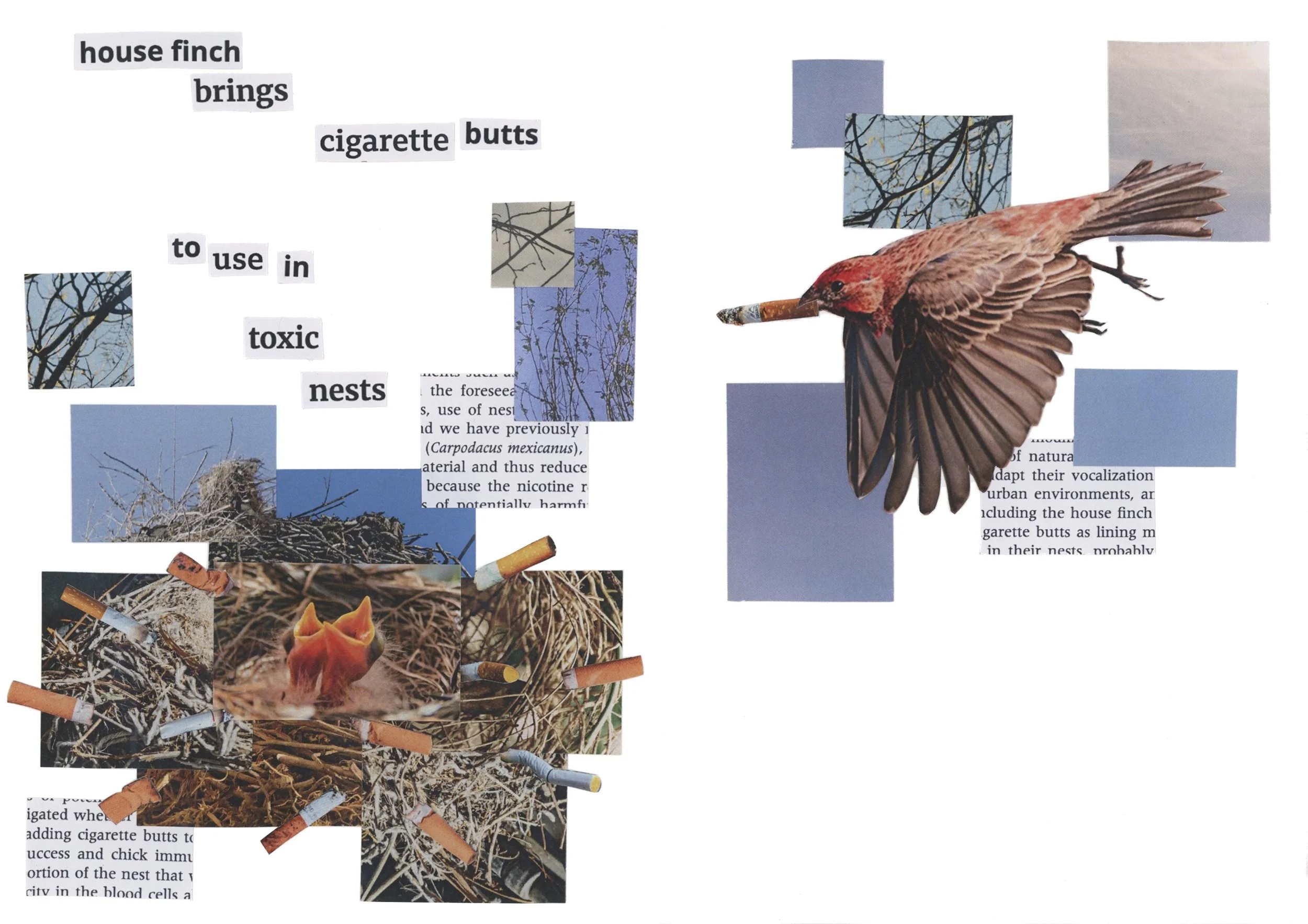 House Finch Collage Clean.jpg