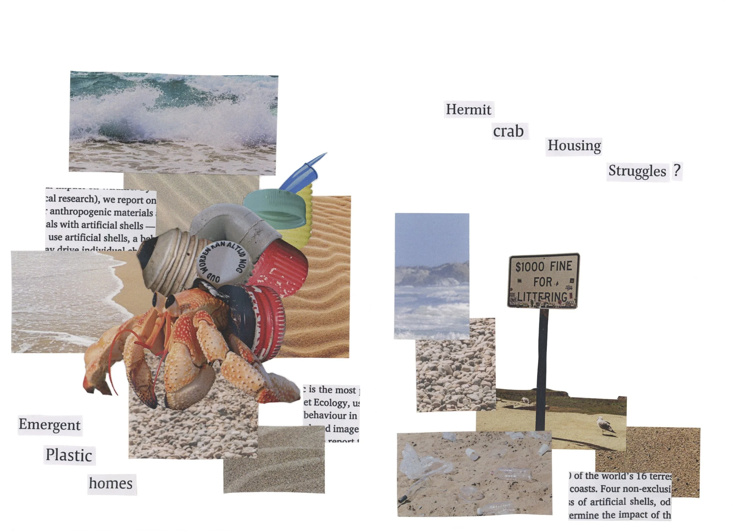 Hermit Crab Collage Clean.jpg