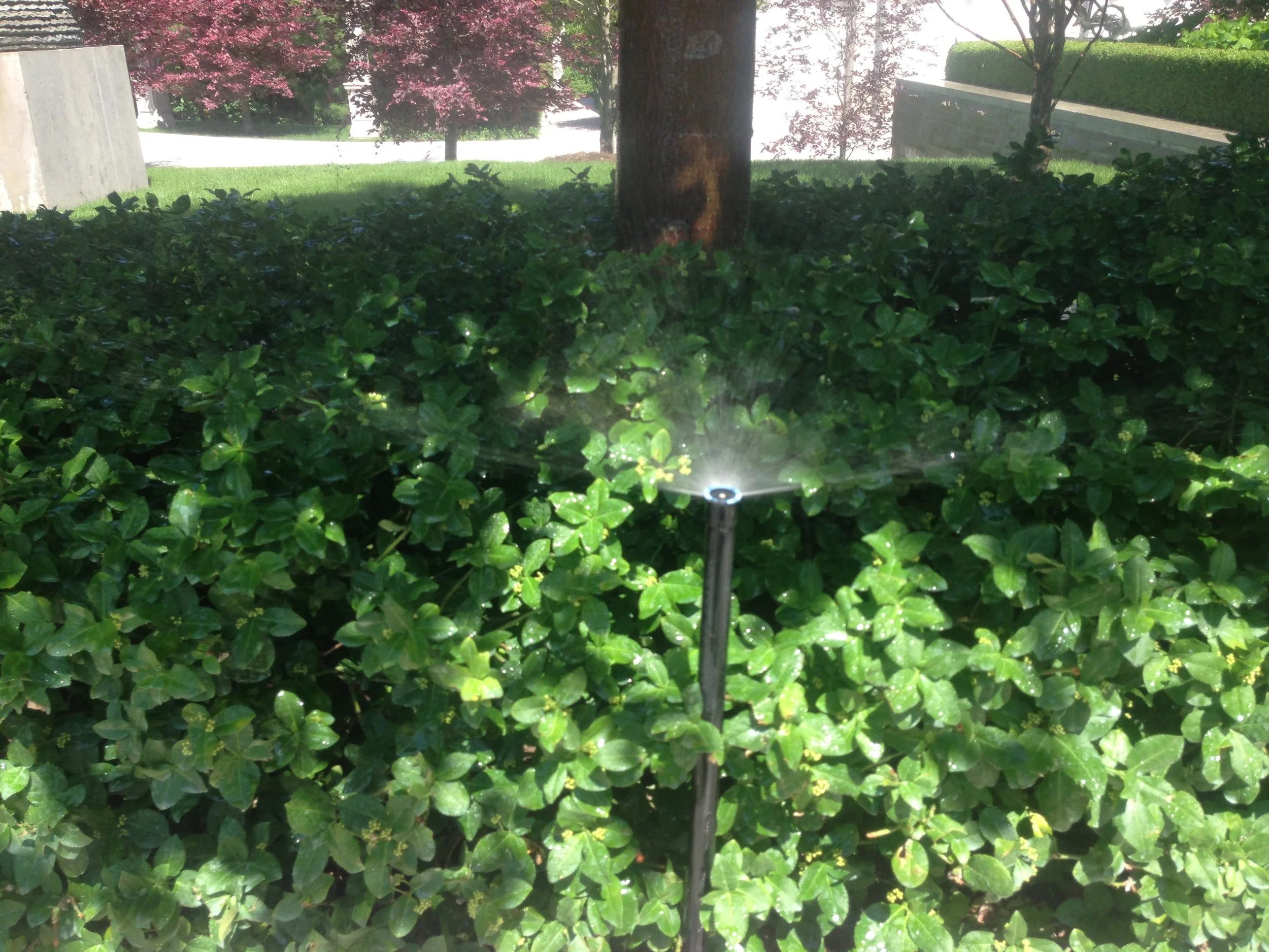 Raised spray head to get over the surrounding planting.jpg