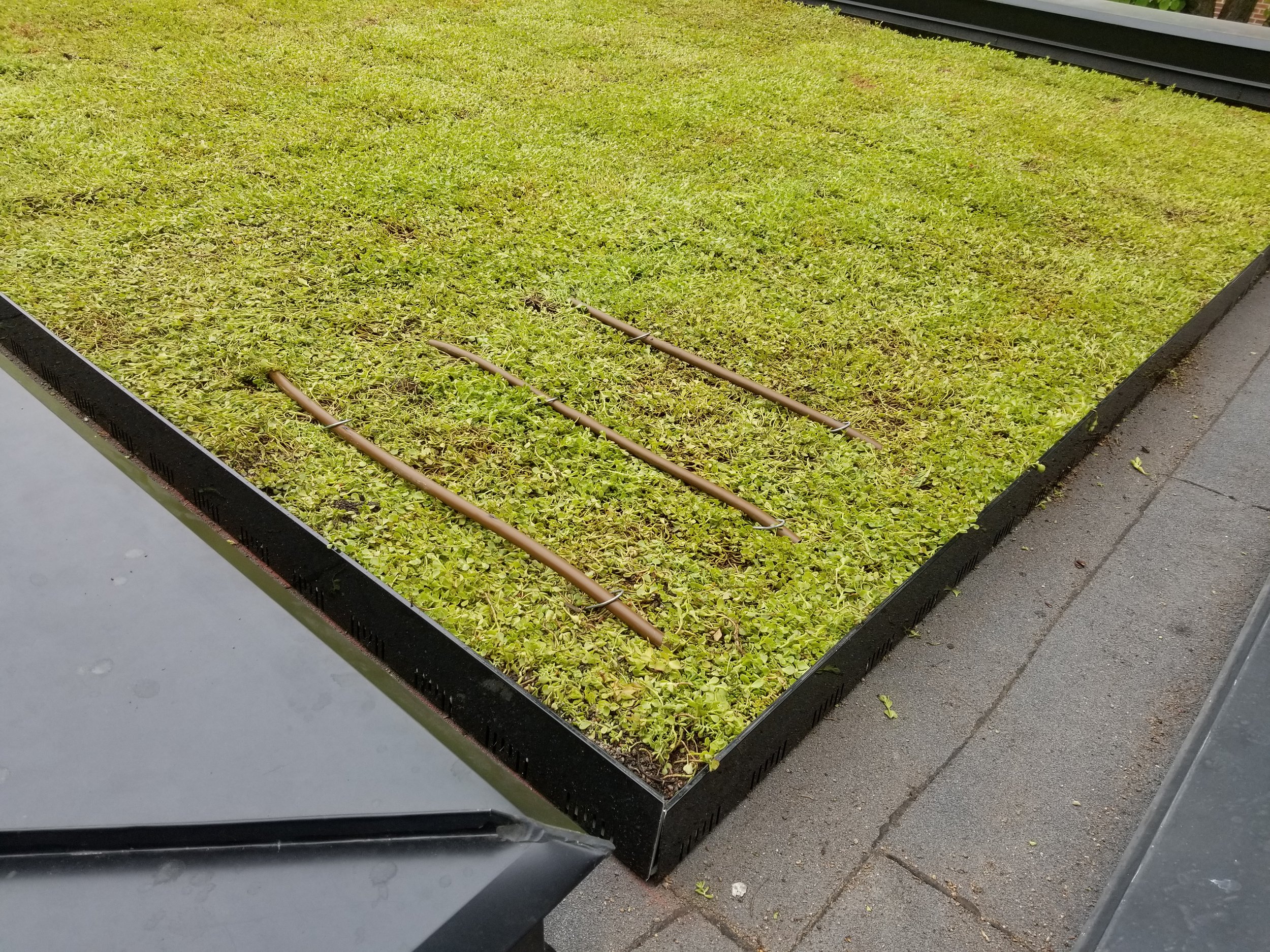 Example of dripline on the green roof -.jpg