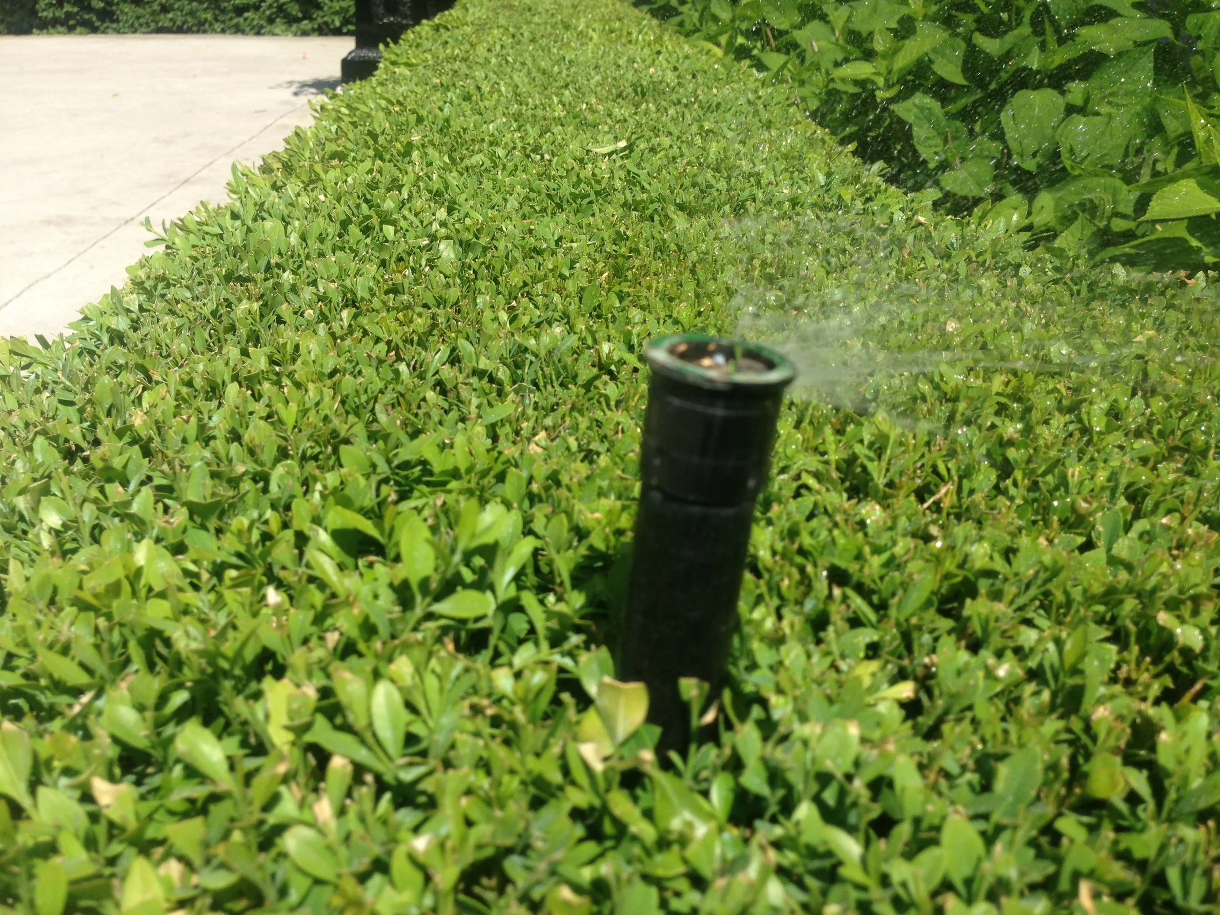 Spray in a boxwood hedge running 061.jpg