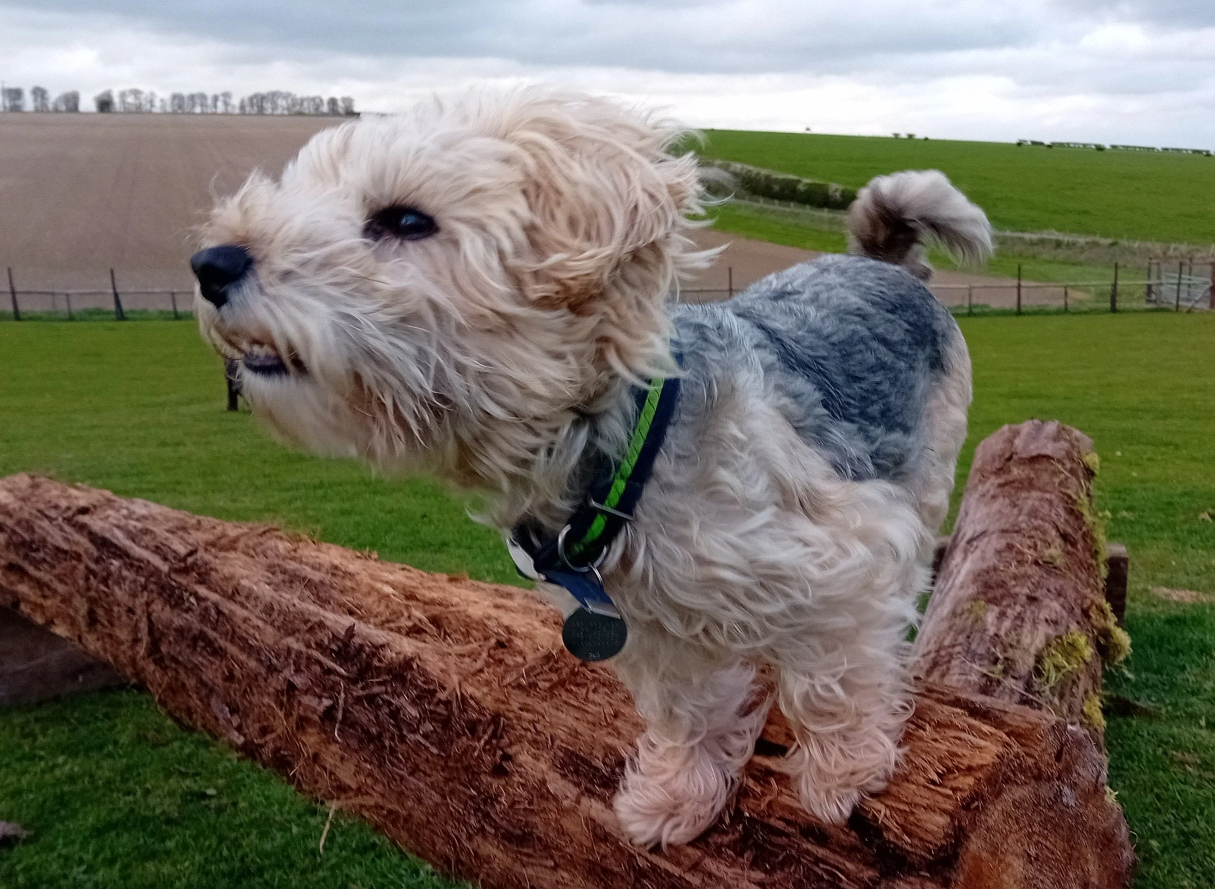 Dog 13 Apr 7.JPG