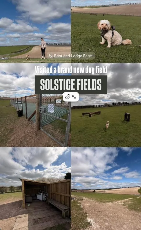 Collage of six photos taken at Solstice Fields, a dog field at Scotland Lodge Farm. The photos include a person with a dog on a grassy field, a close-up of a fluffy dog sitting on grass, a gated section of the dog field, a dog walking near benches, a