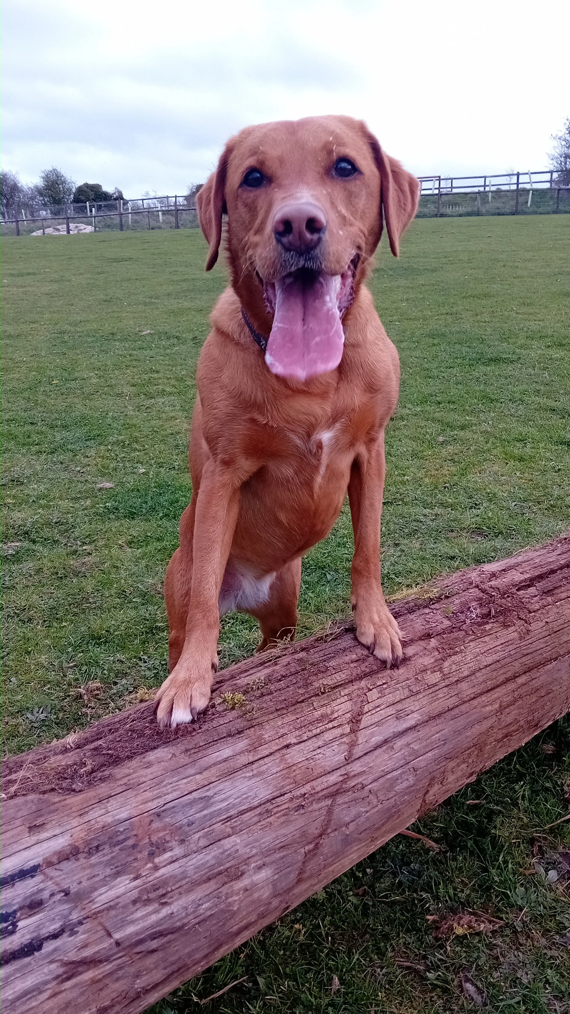 Dog 13 Apr 5.JPG