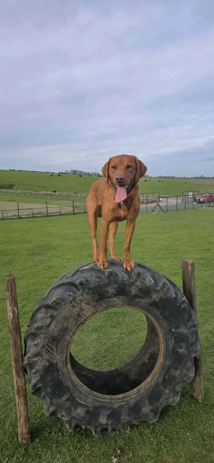Dog 13 Apr 3.JPEG