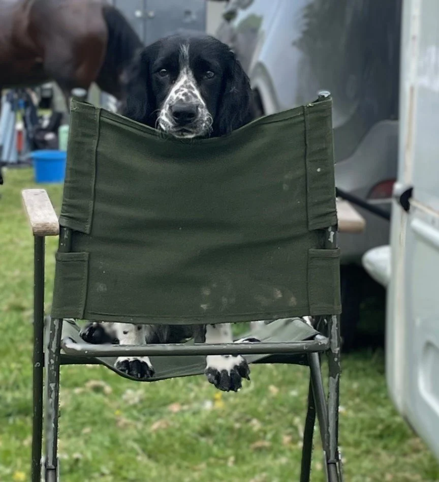 A black and white puppy sitting in a green folding camp chair outdoors.