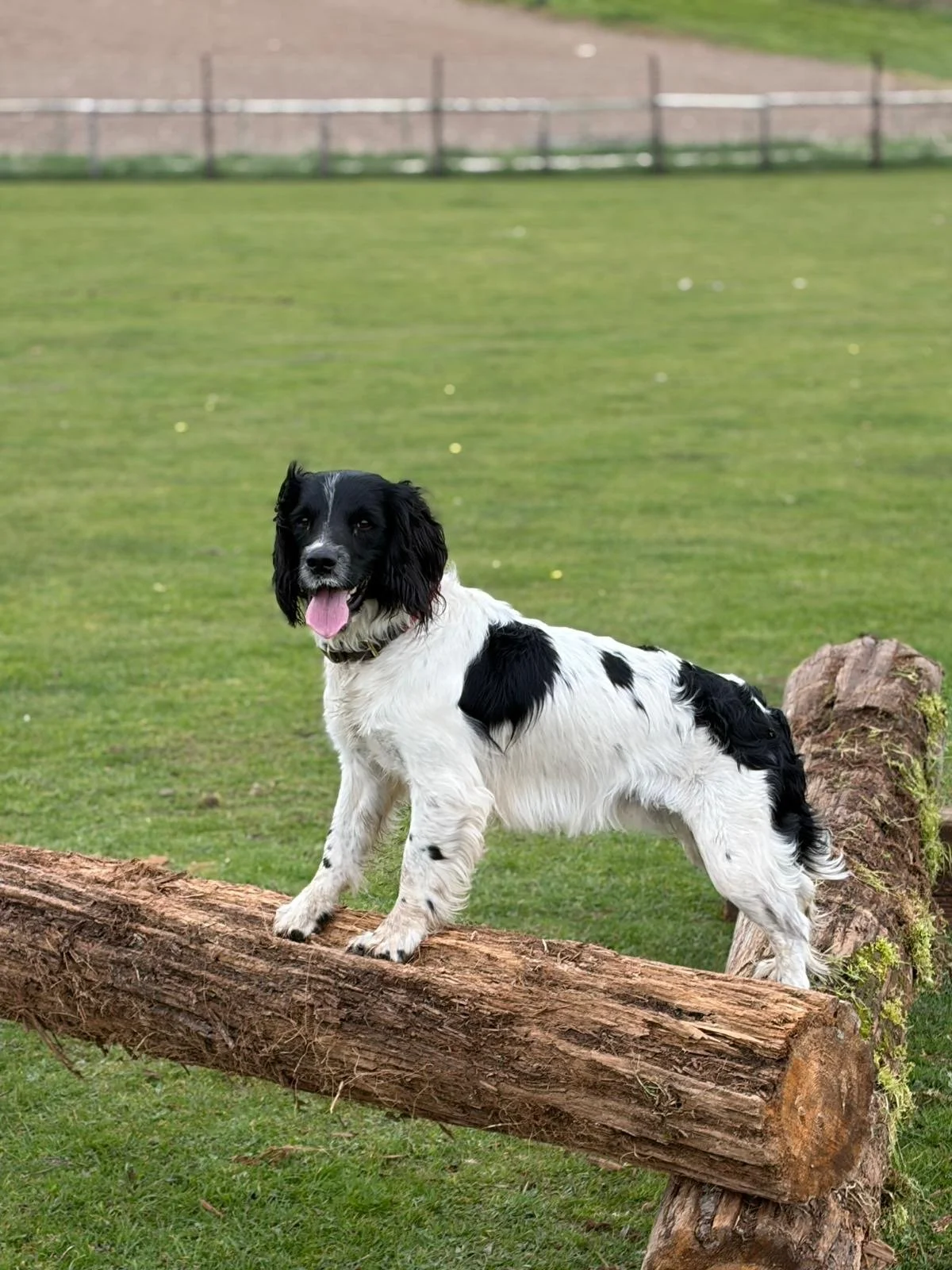 A black and white spaniel dog standing on a log in a grassy park area, with its tongue out and looking at the camera.