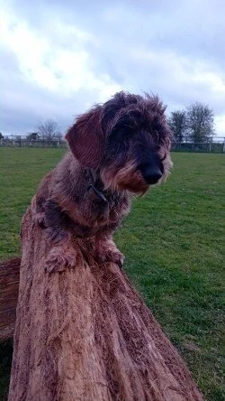 Dog 13 Apr 9.jpg