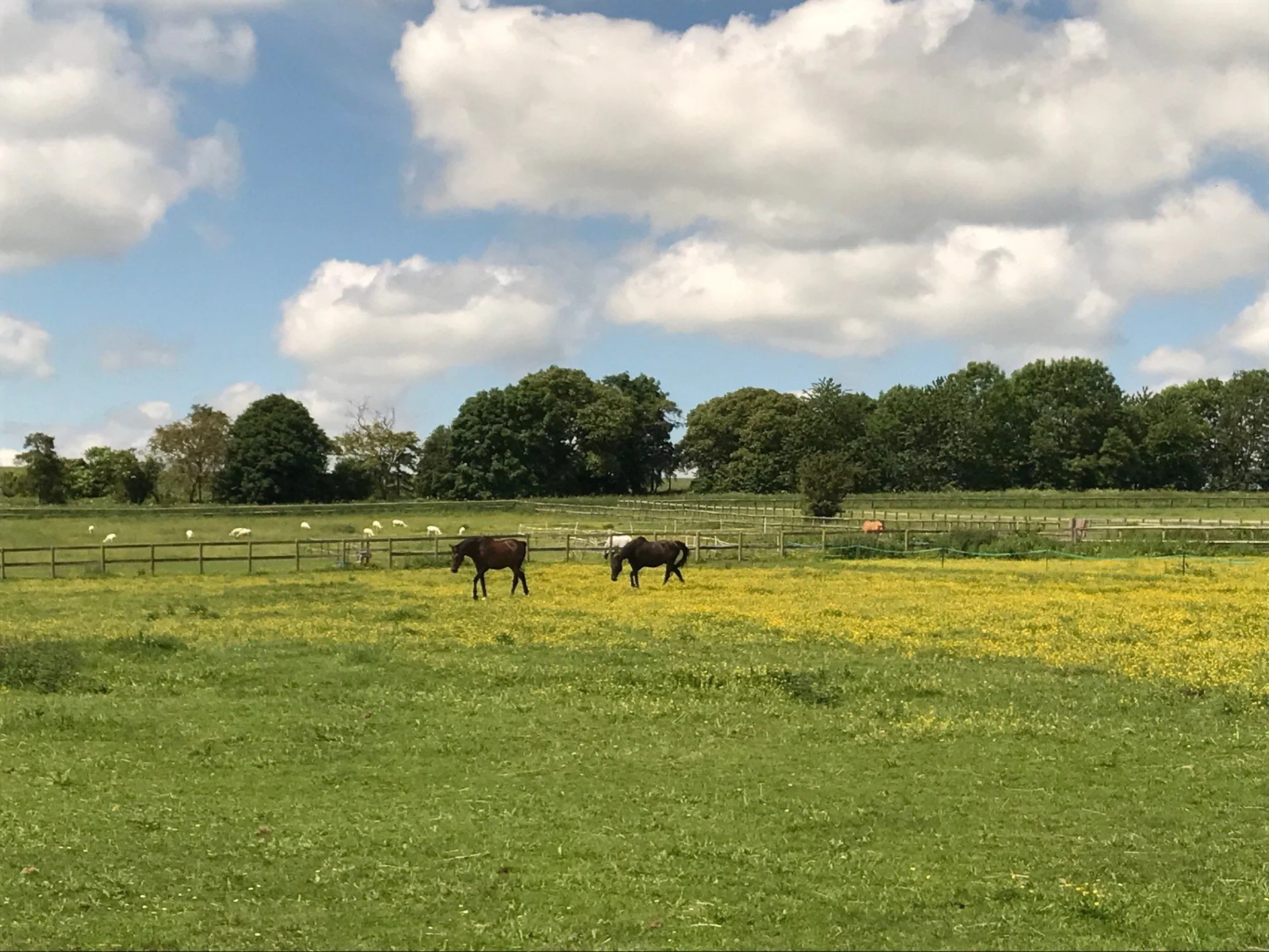 Open green pasture with two horses grazing, a wooden fence in the background, and a few sheep grazing beyond the fence. Tall trees and a partly cloudy sky are visible in the distance.