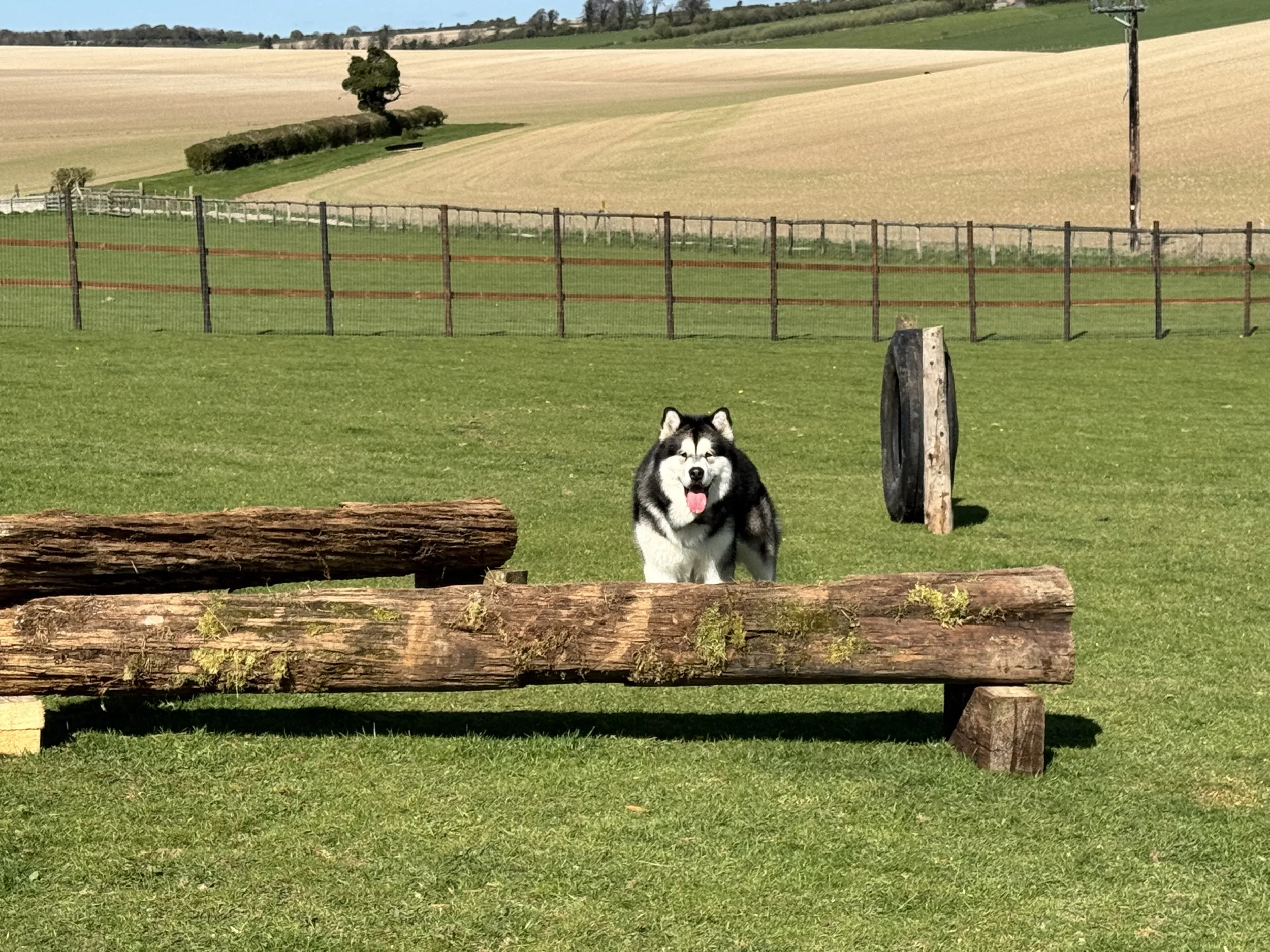 Dog 13 Apr 1.jpeg