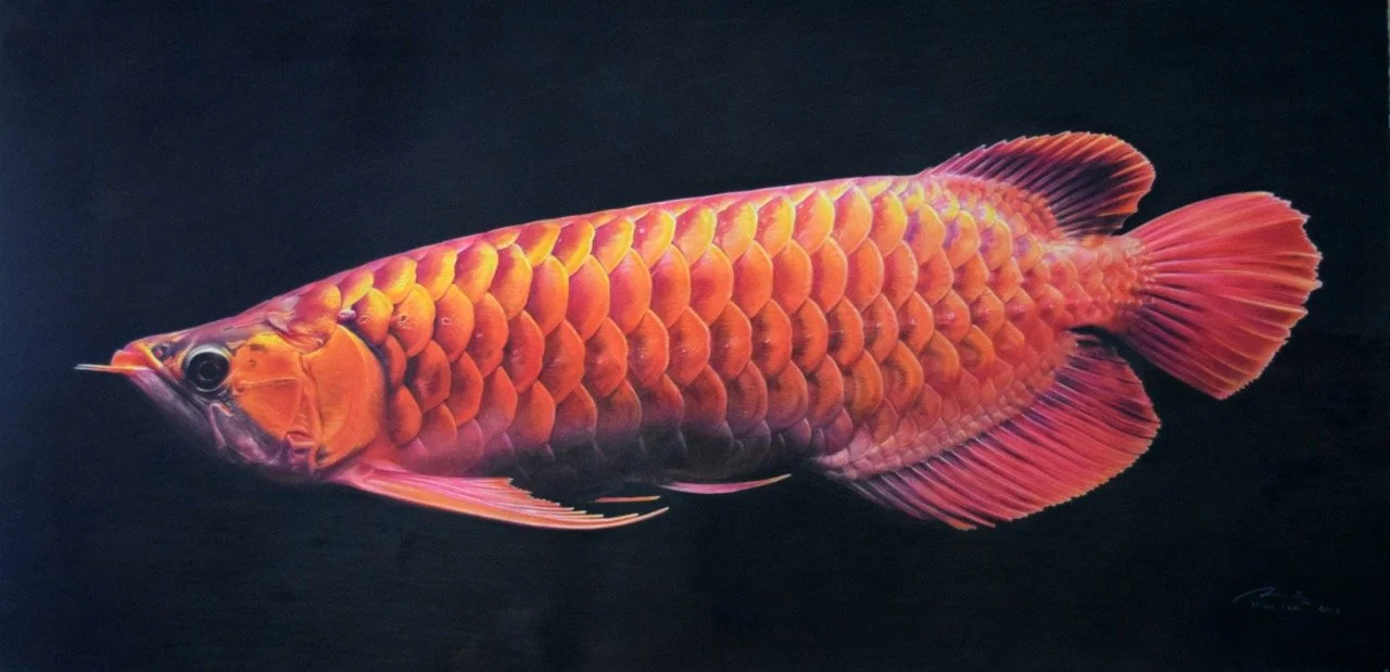 AROWANA Large.jpeg