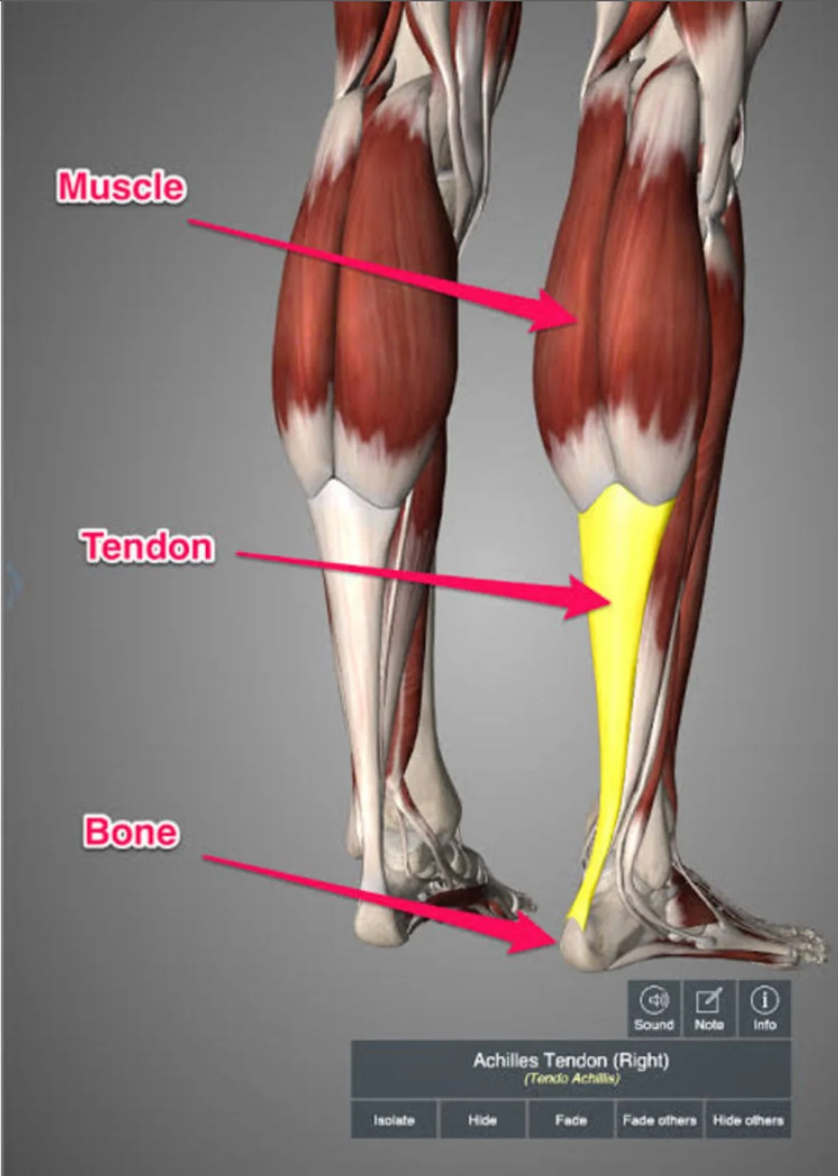 How to Build Stronger Tendons (And Why It Matters)
