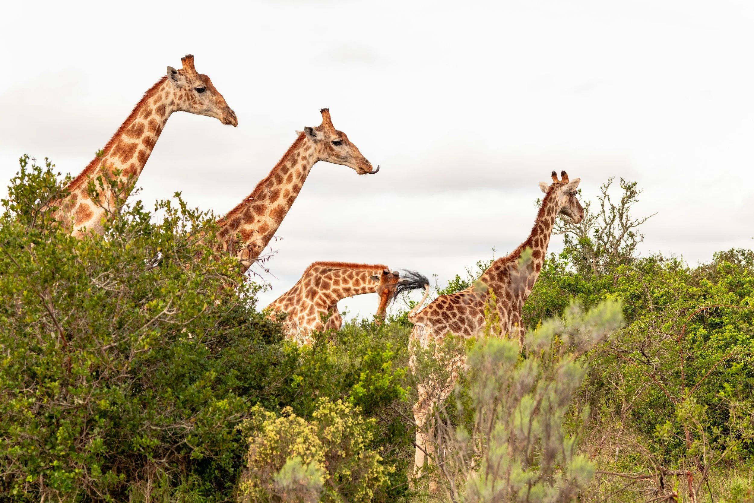 Four giraffes standing among green bushes with overcast sky in the background.