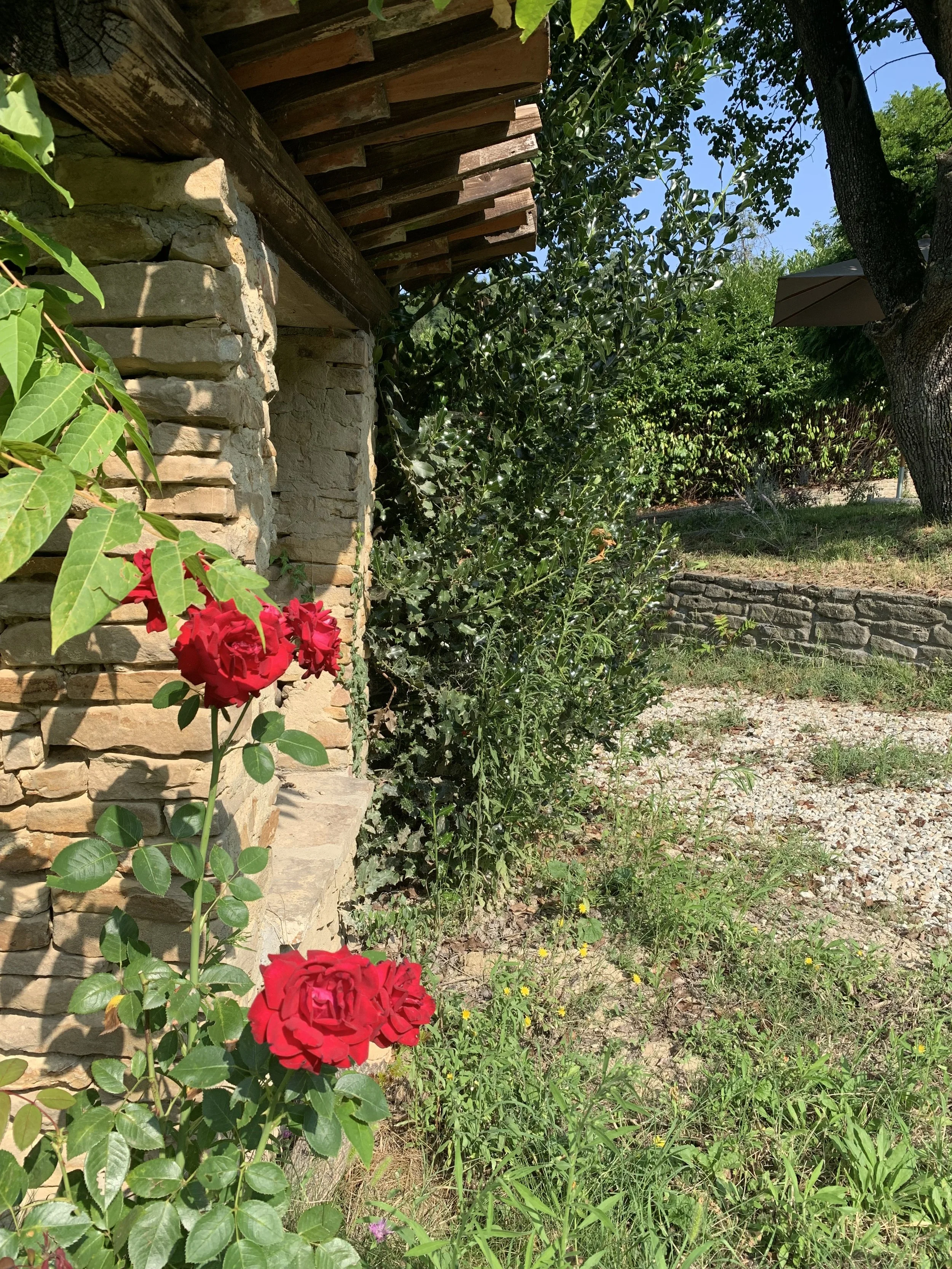 A garden scene with red roses climbing a stone wall, green bushes, trees, and a blue sky.