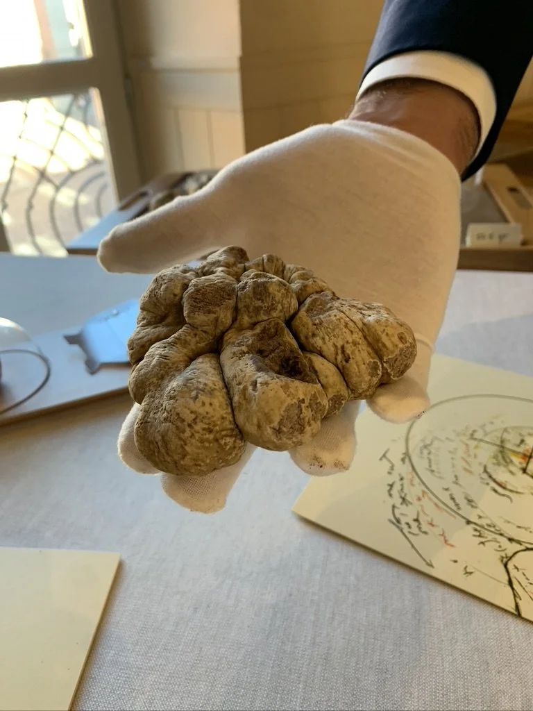 White truffles at Piazza Duomo, Alba, Michelin stars