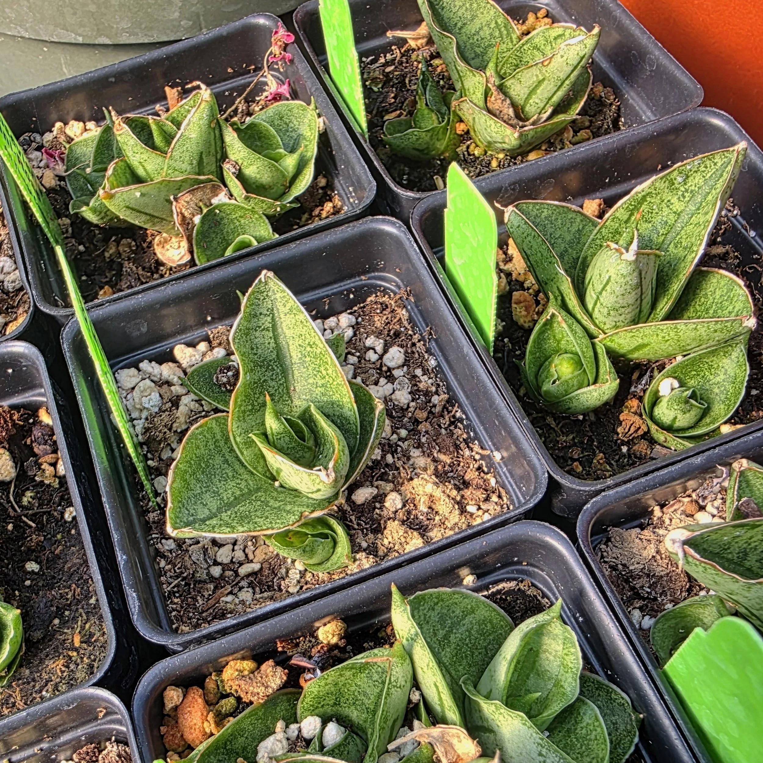 Sansevieria Mini-rose