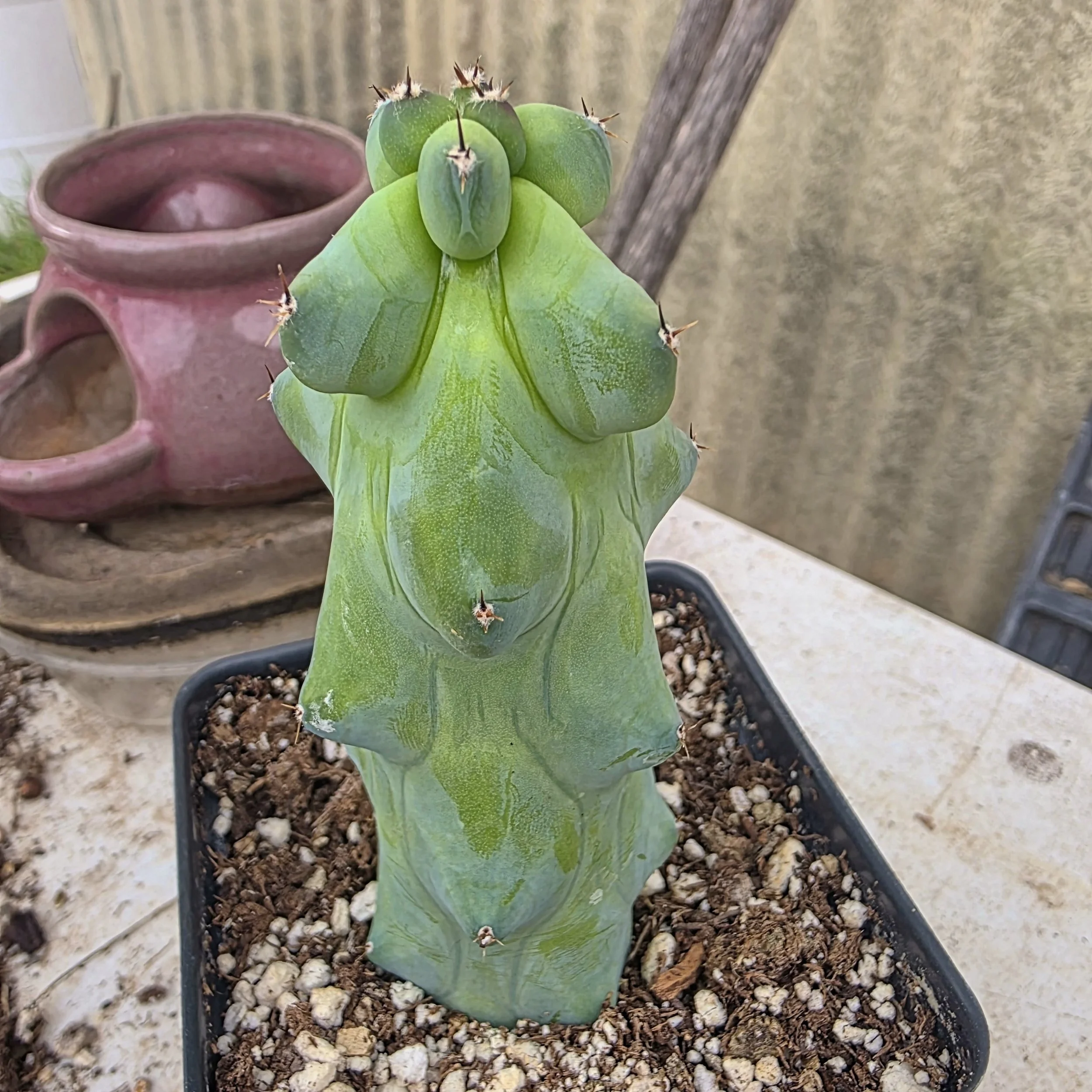 Myrtillocactus Booby Cactus