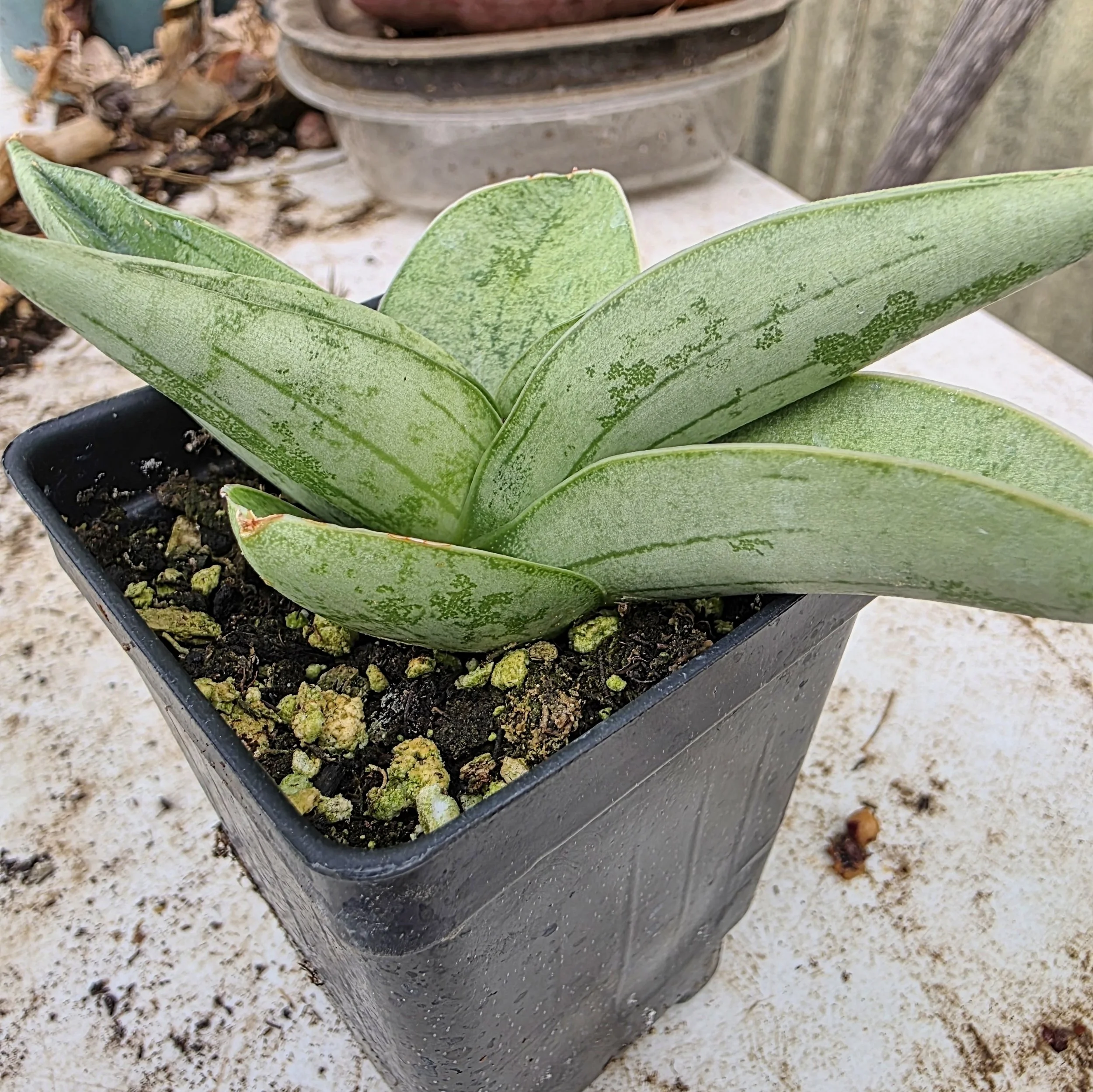 Sansevieria 'White Mee Dee' - Indoor Plant