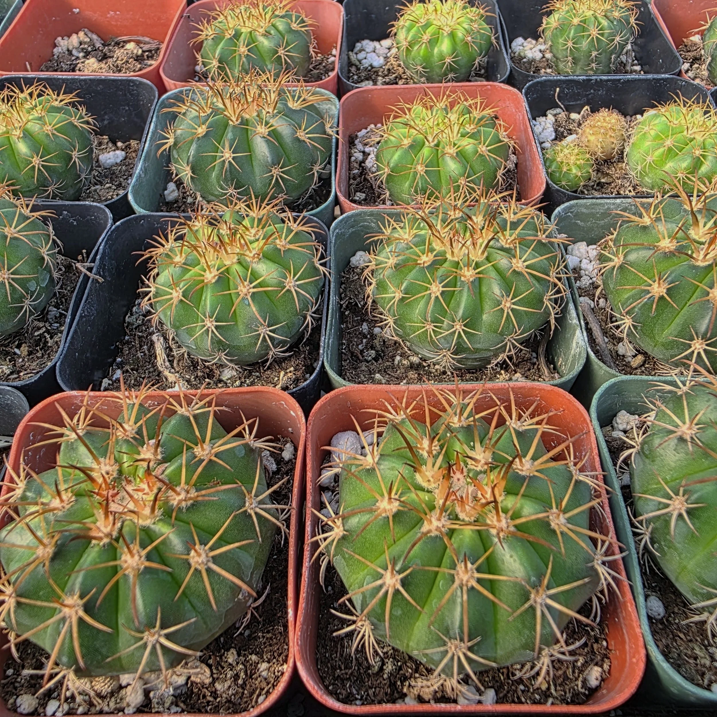 Melocactus zehntneri Delight